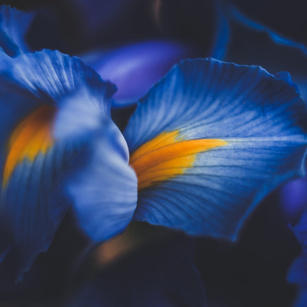By the Stem