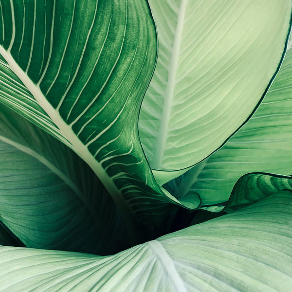 Foliage