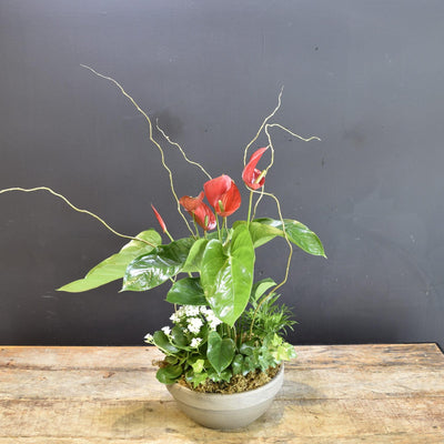 Bellissima Canada image 0