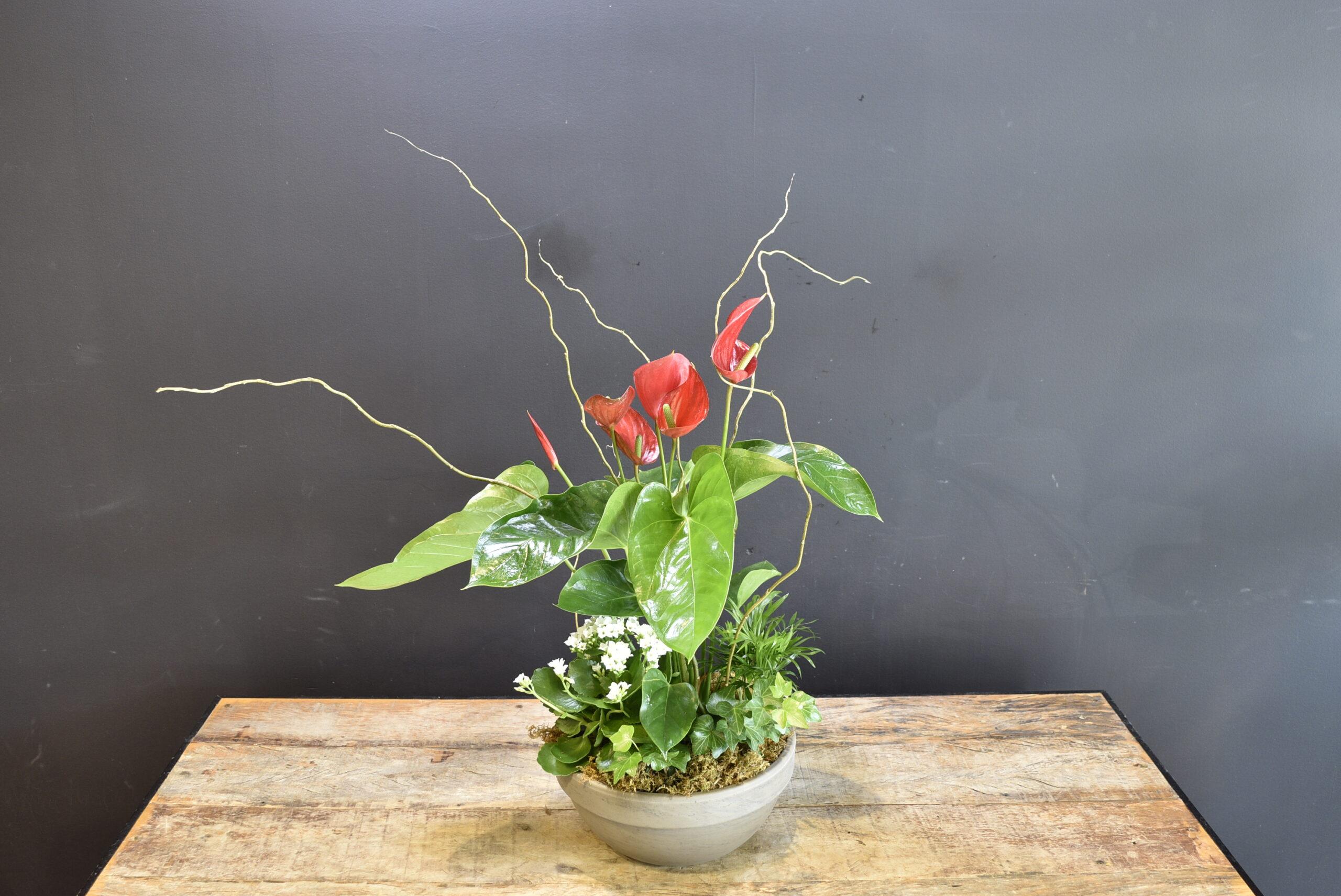 Bellissima Canada image 0