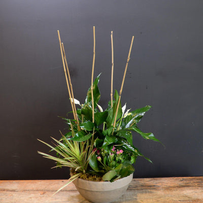 Serene Beauty image 0