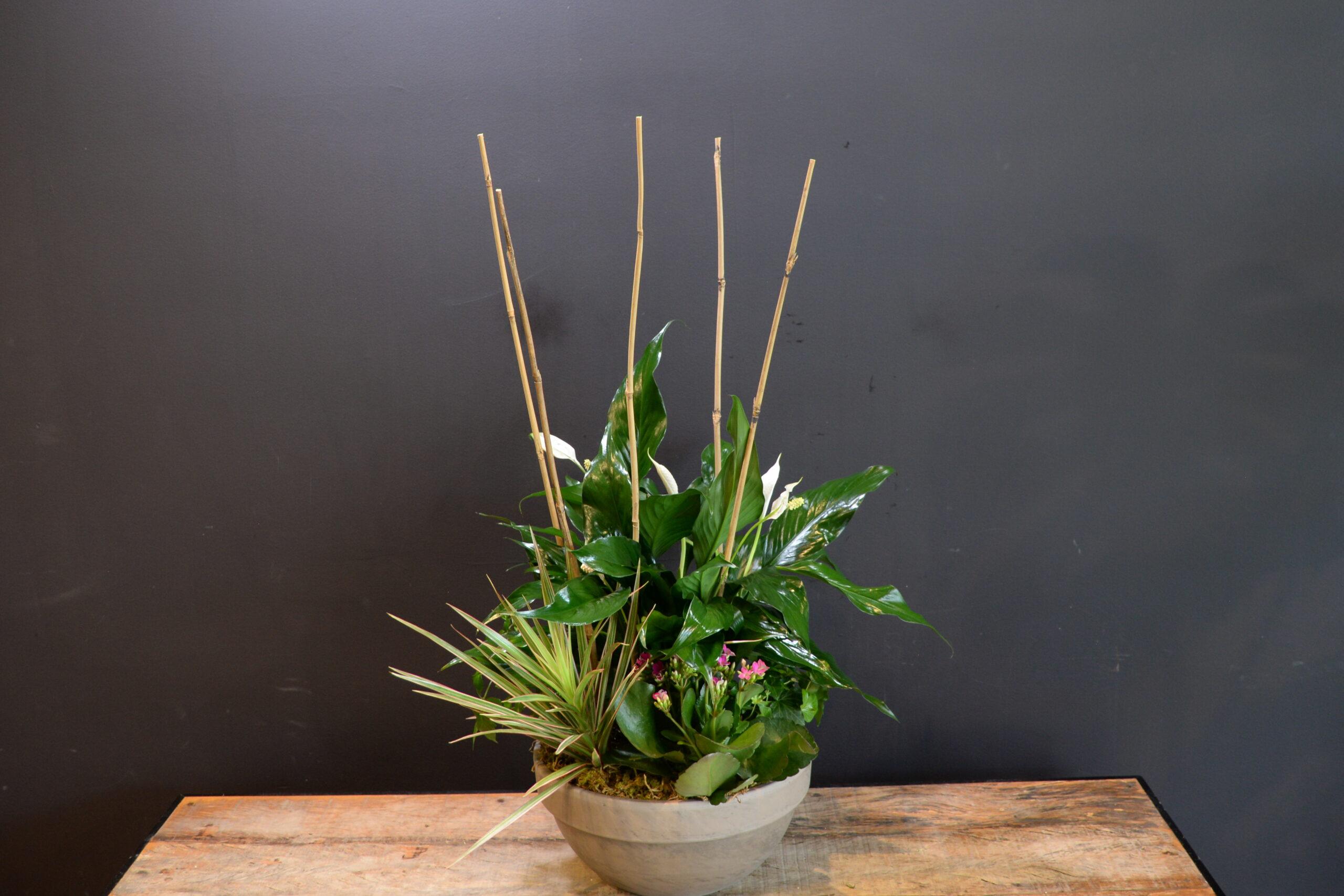 Serene Beauty image 0