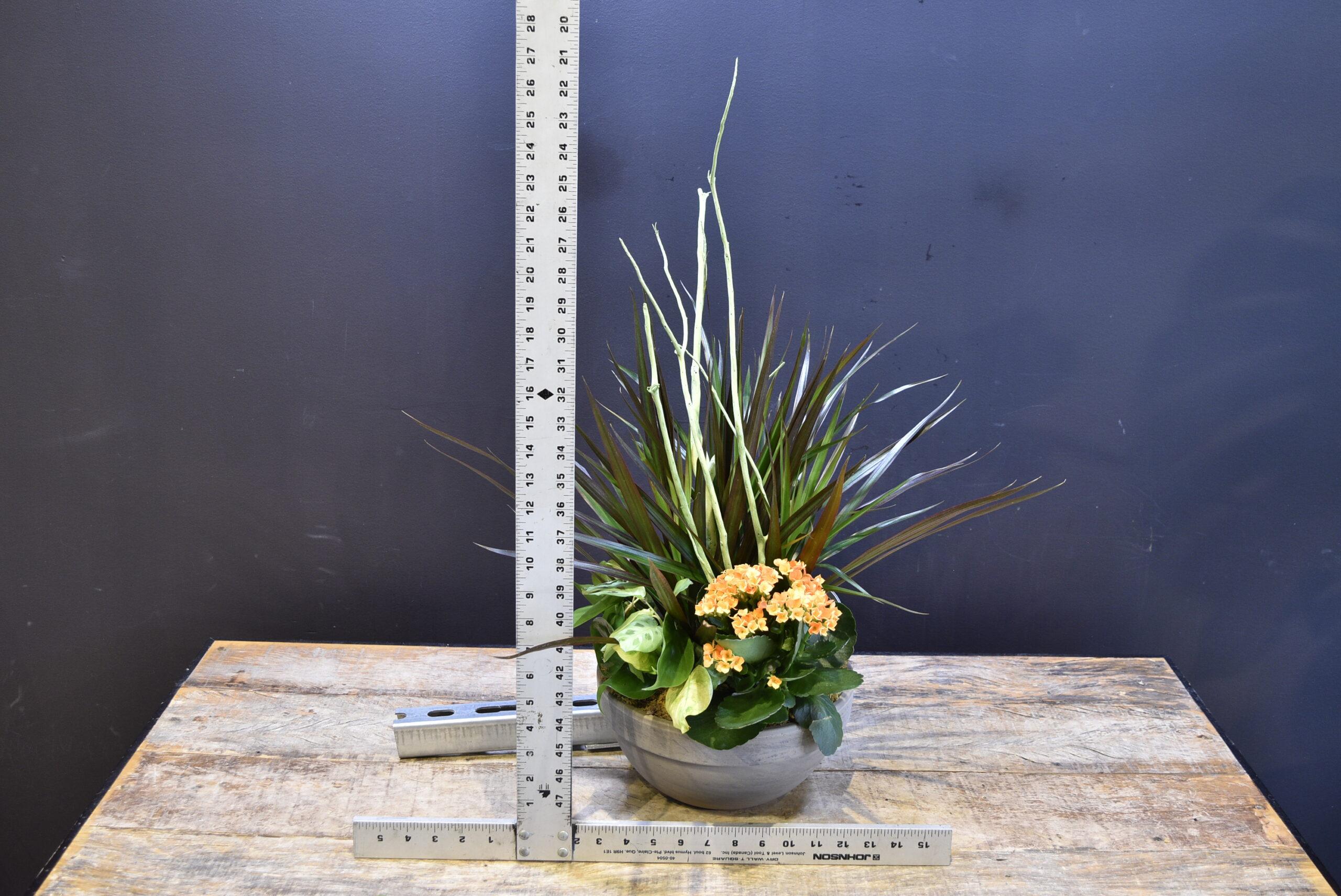 Alba Arancione image 1