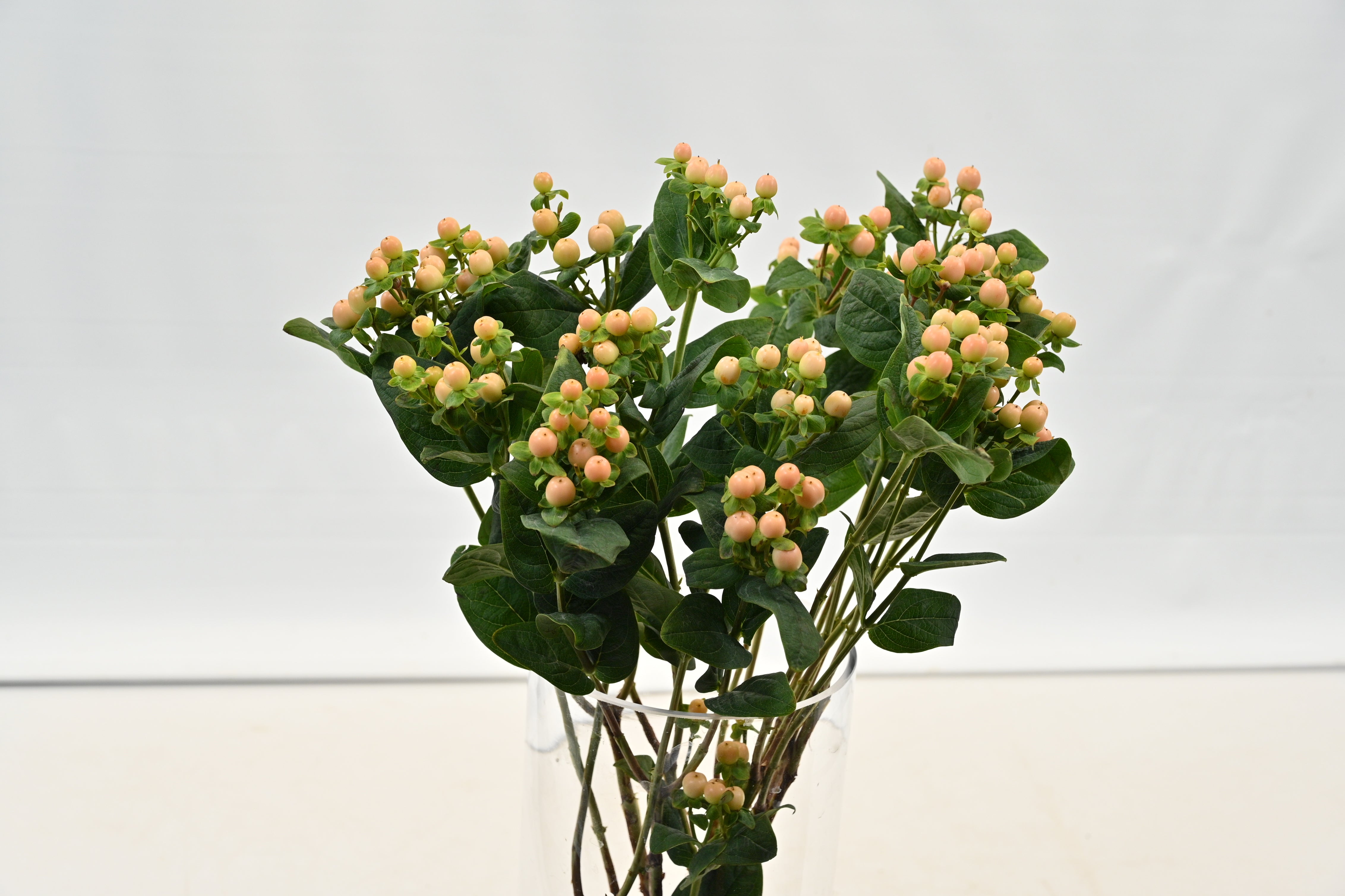HYPERICUM MELLOW ROMANCE Large