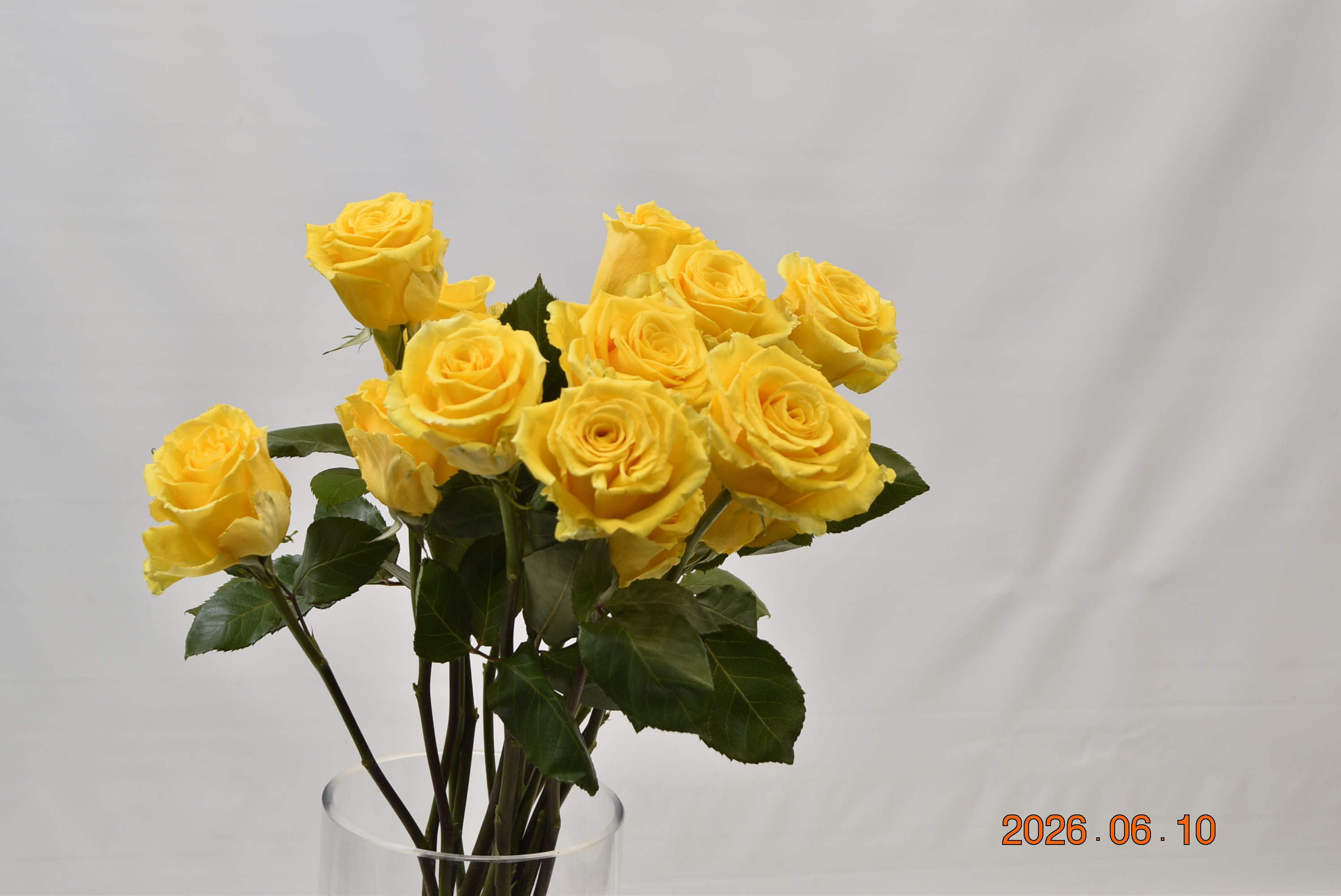 Rose Super Sun Large