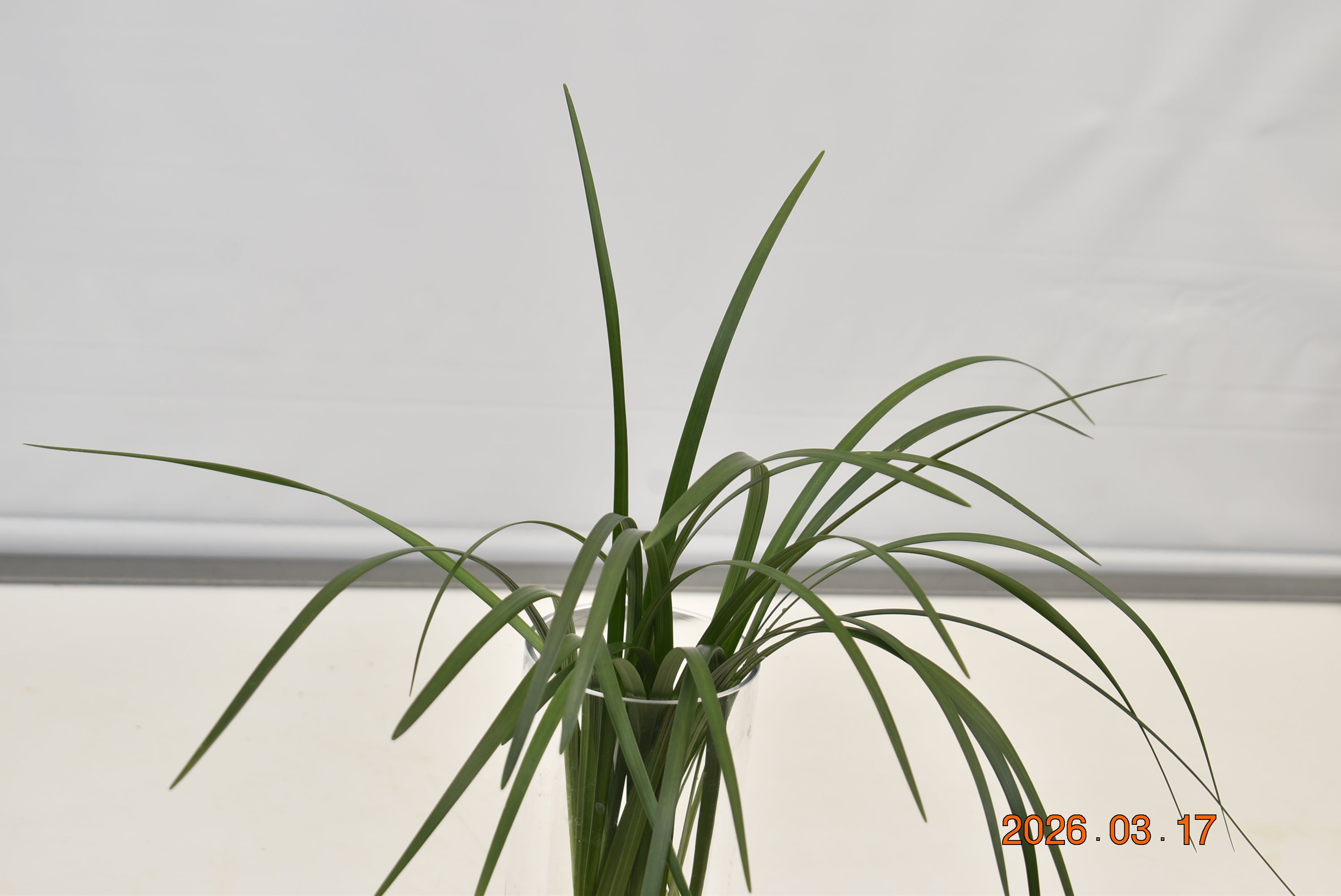 LILY GRASS 30g Large