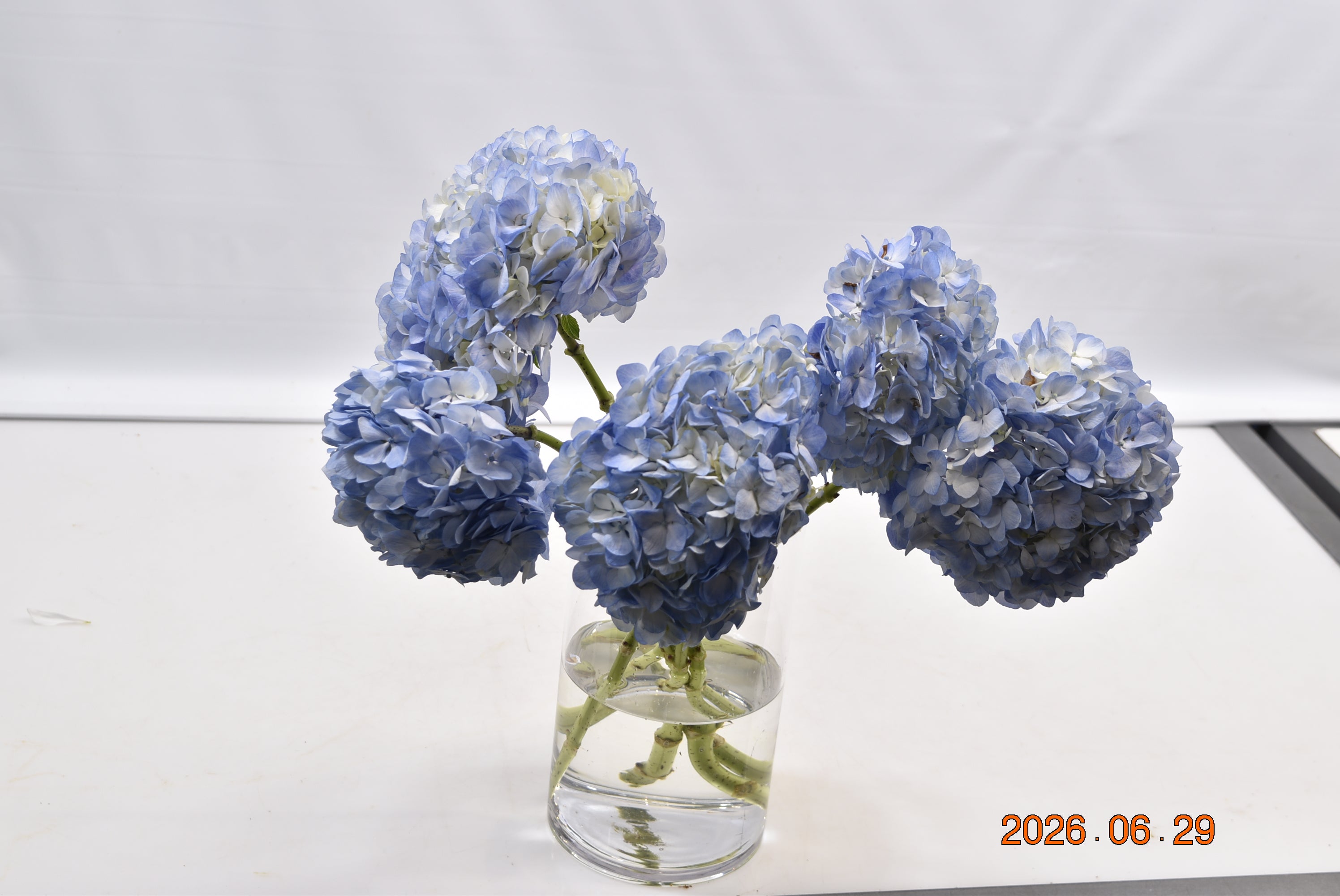 HYDRANGEA S. A. BLUE WHITE Large