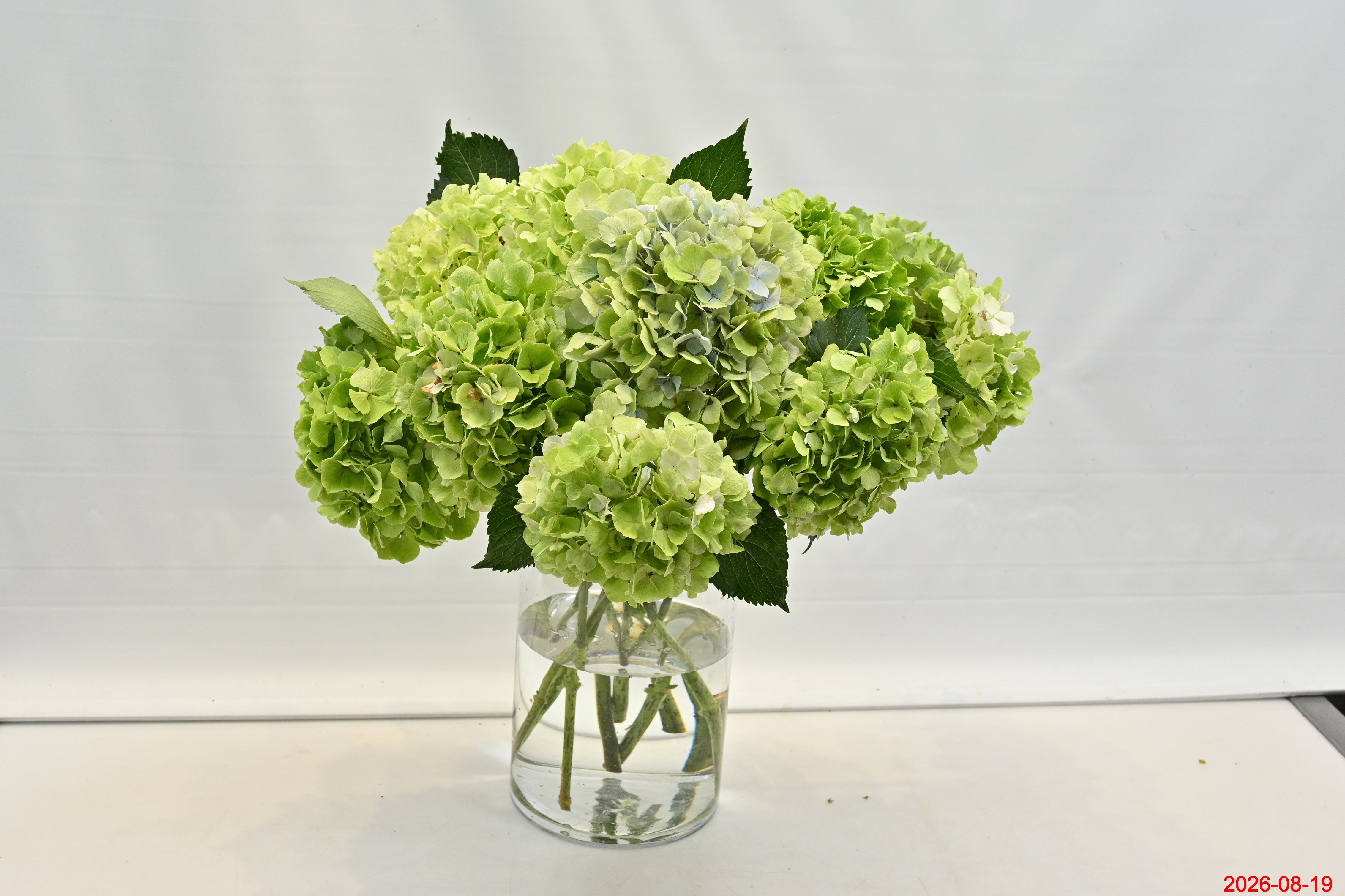 Hydrangea Green Large