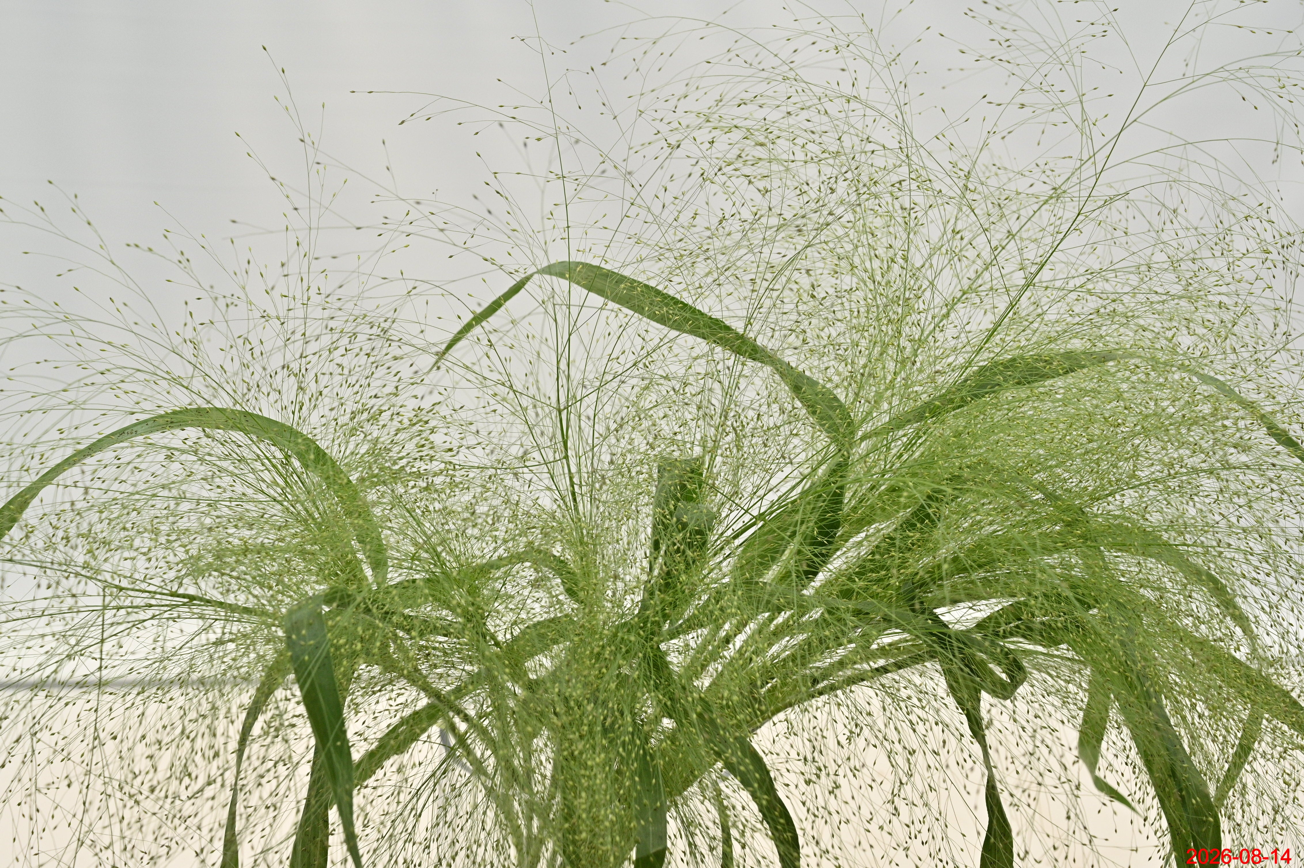 PANICUM FOUNTAIN GRASS Large