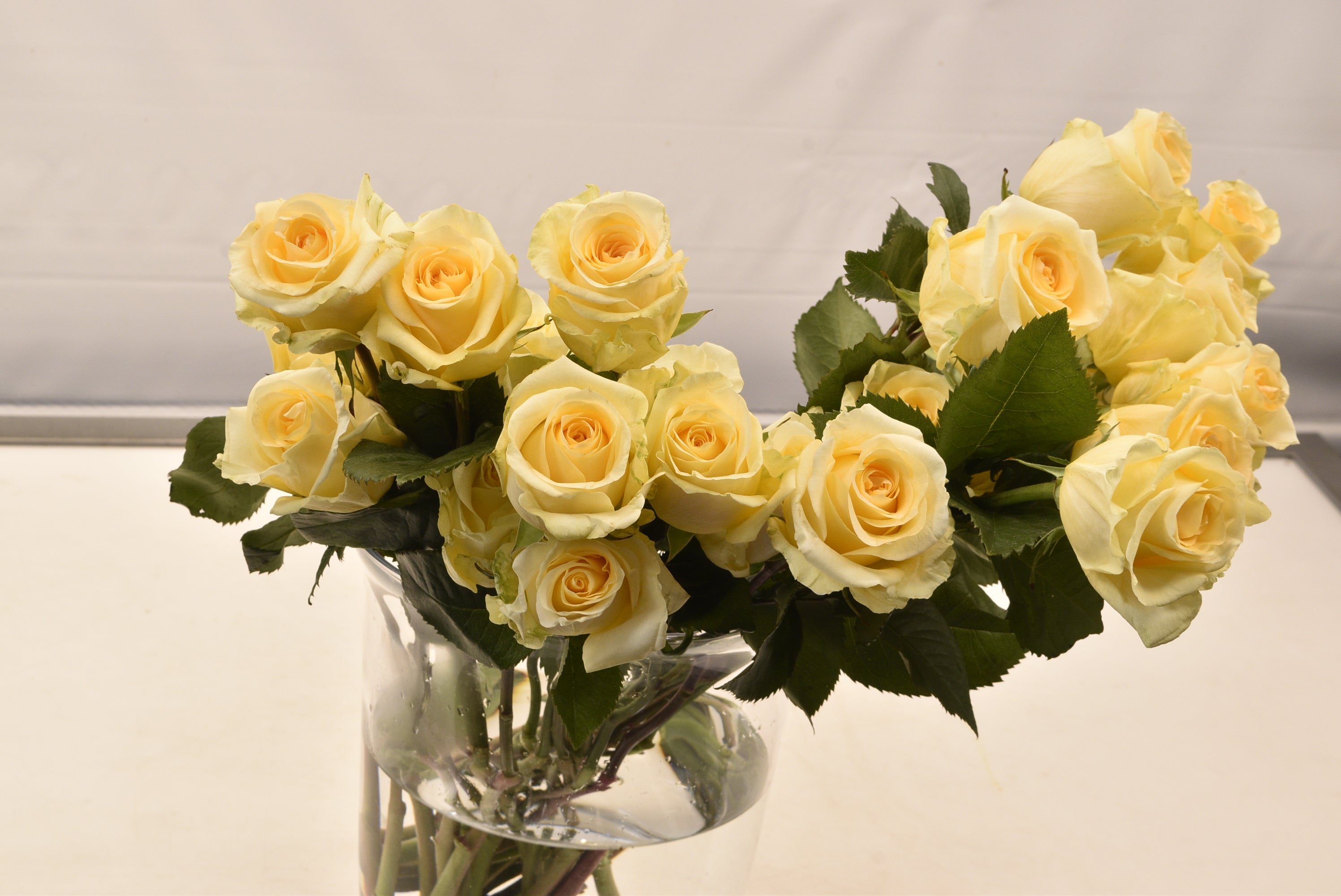 ROSE CREME DE LA CREME Large