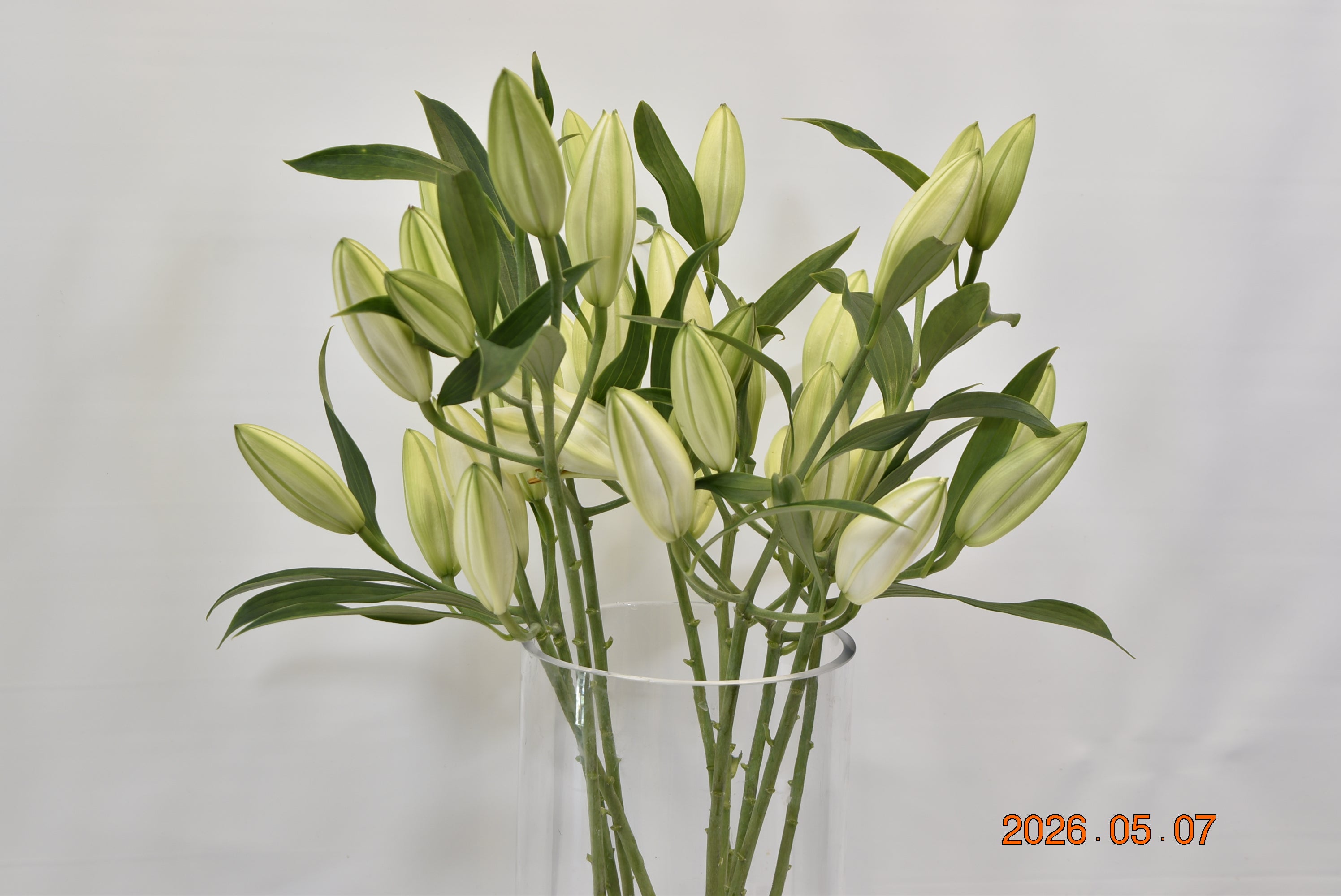 LILY ORIENTAL SANTANDER 4/5 Large