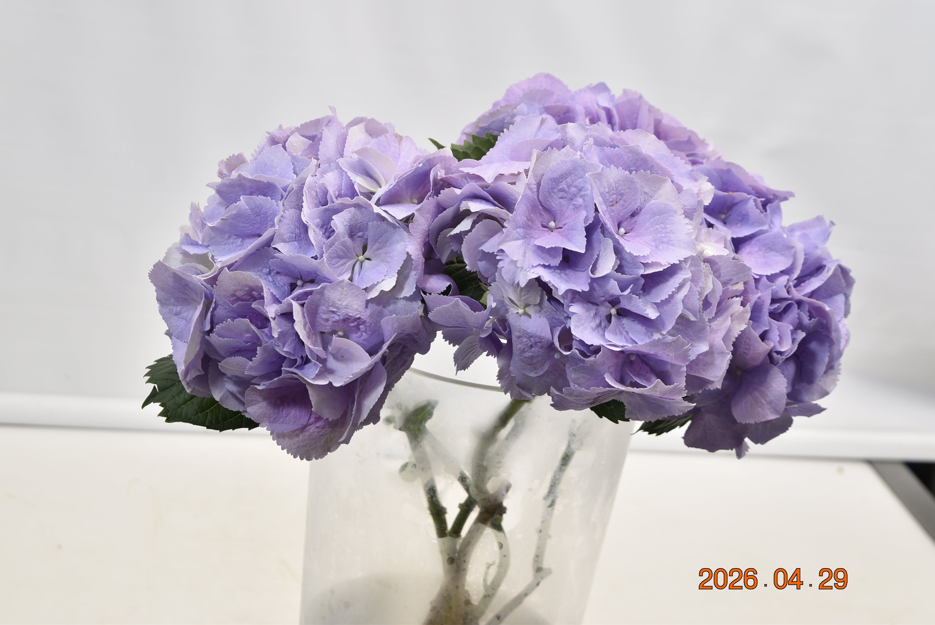 Hydrangea Royal Benefit Large