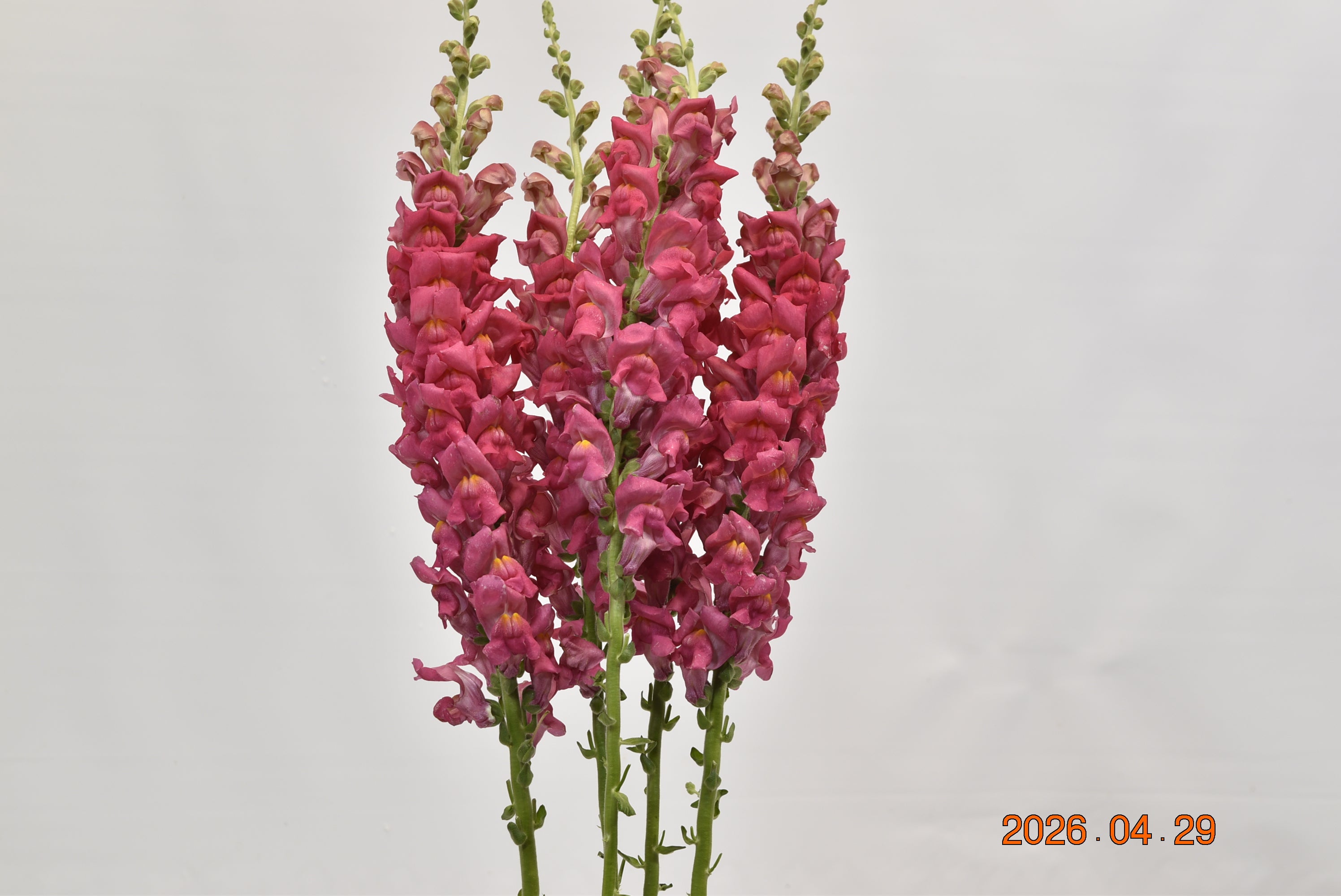 SNAPDRAGON PINK LONG Large