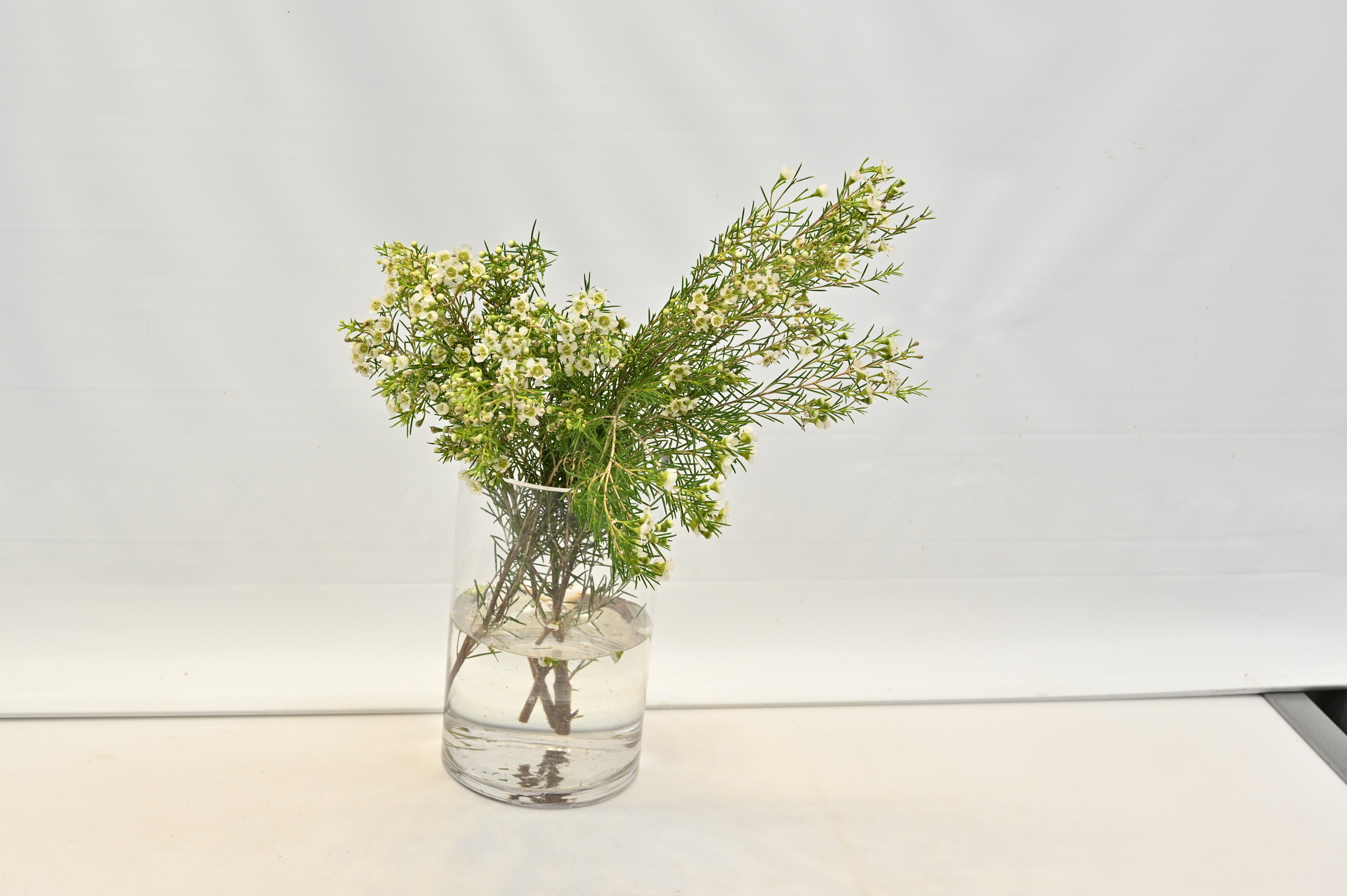 WAXFLOWER WHITE 300g Large