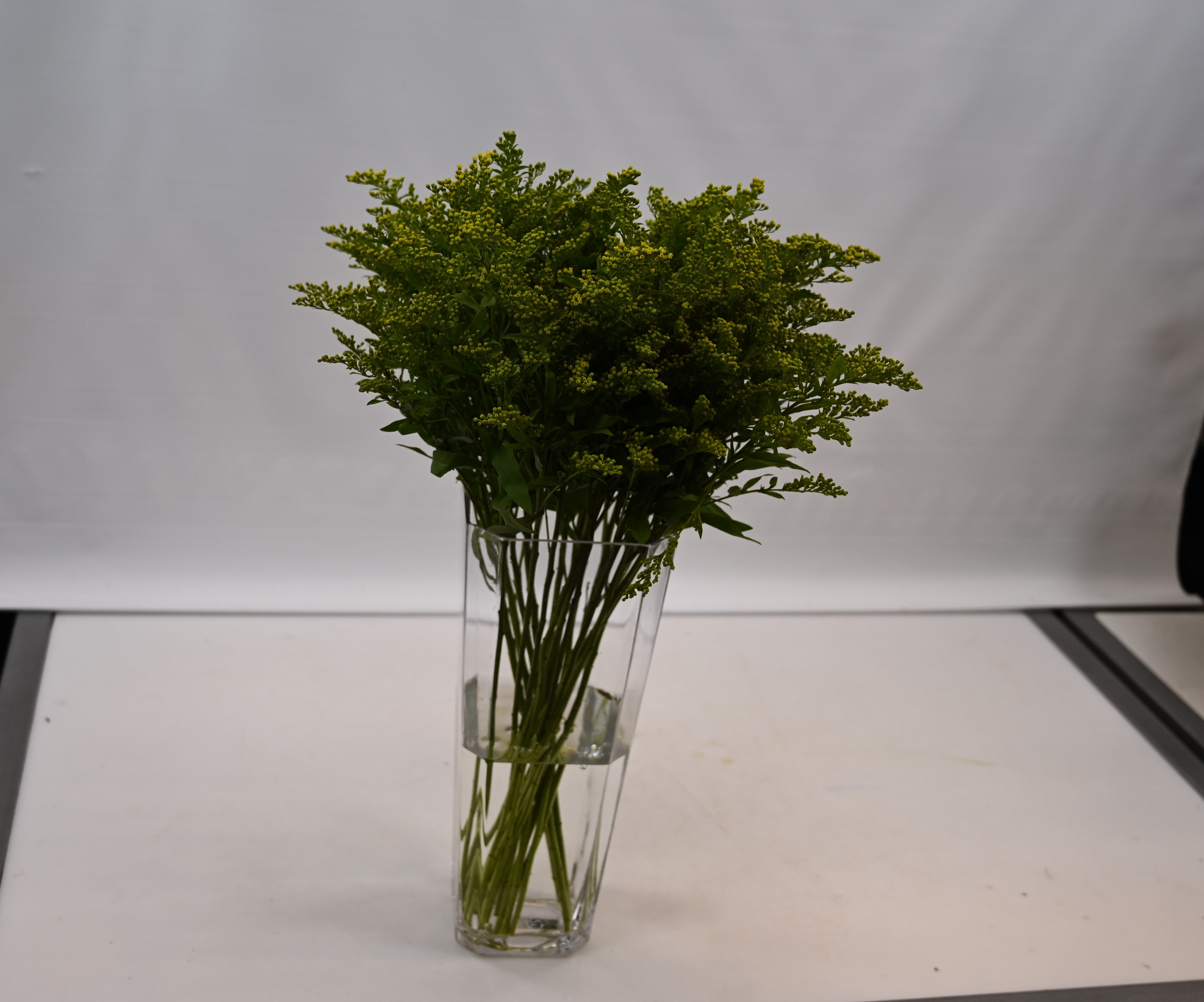 SOLIDAGO Large