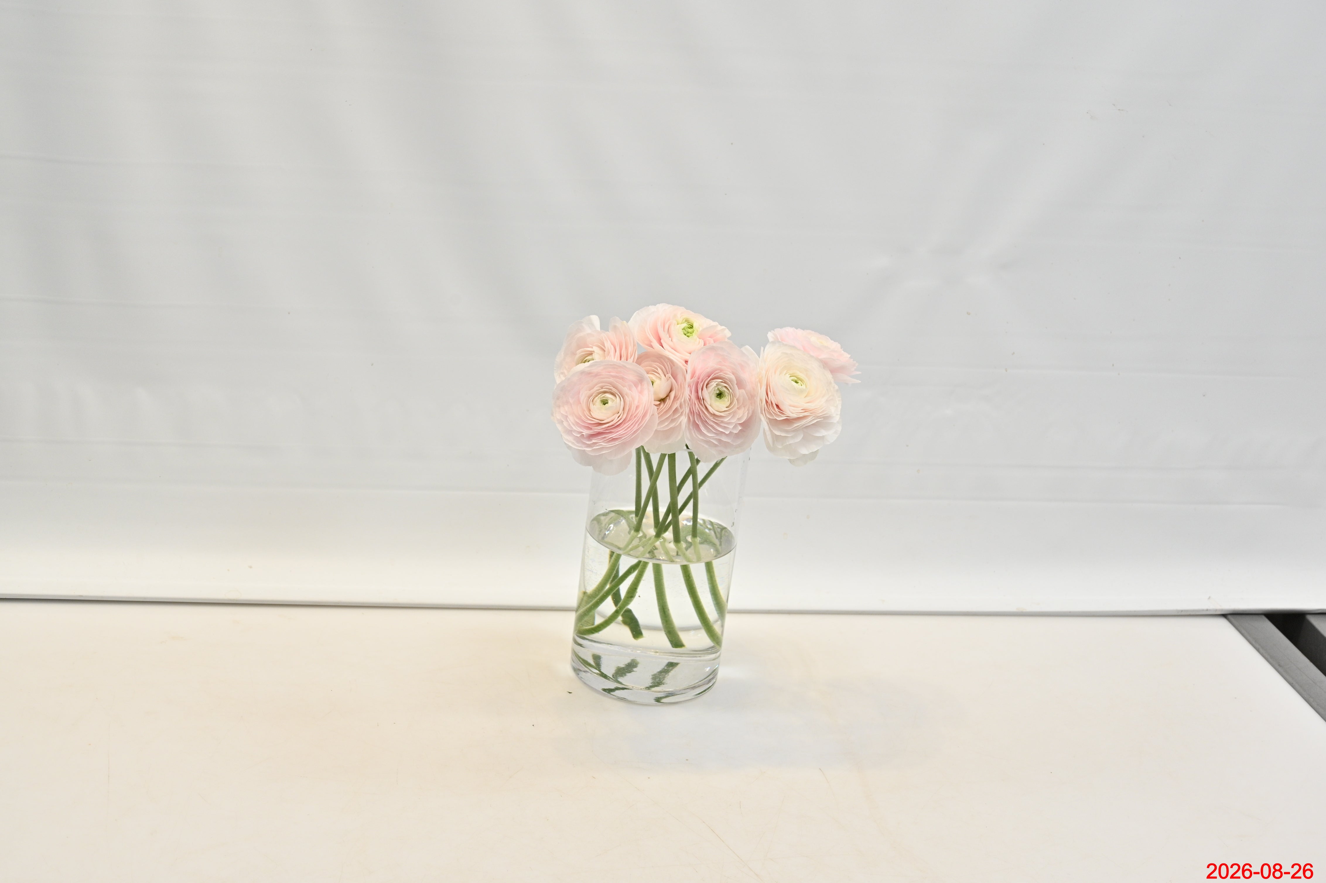 Ranunculus Blush Large