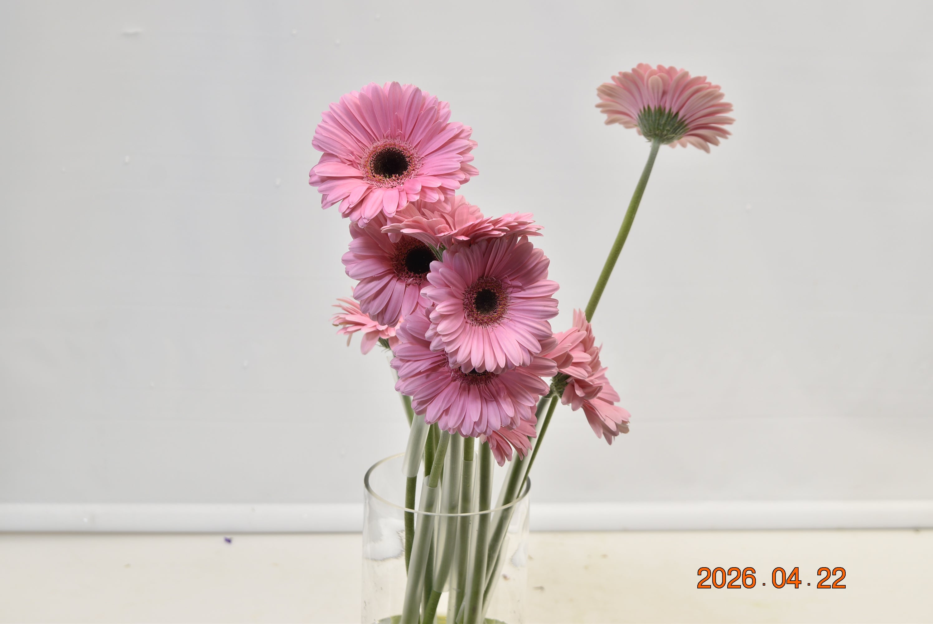 Gerbera Shanice Large