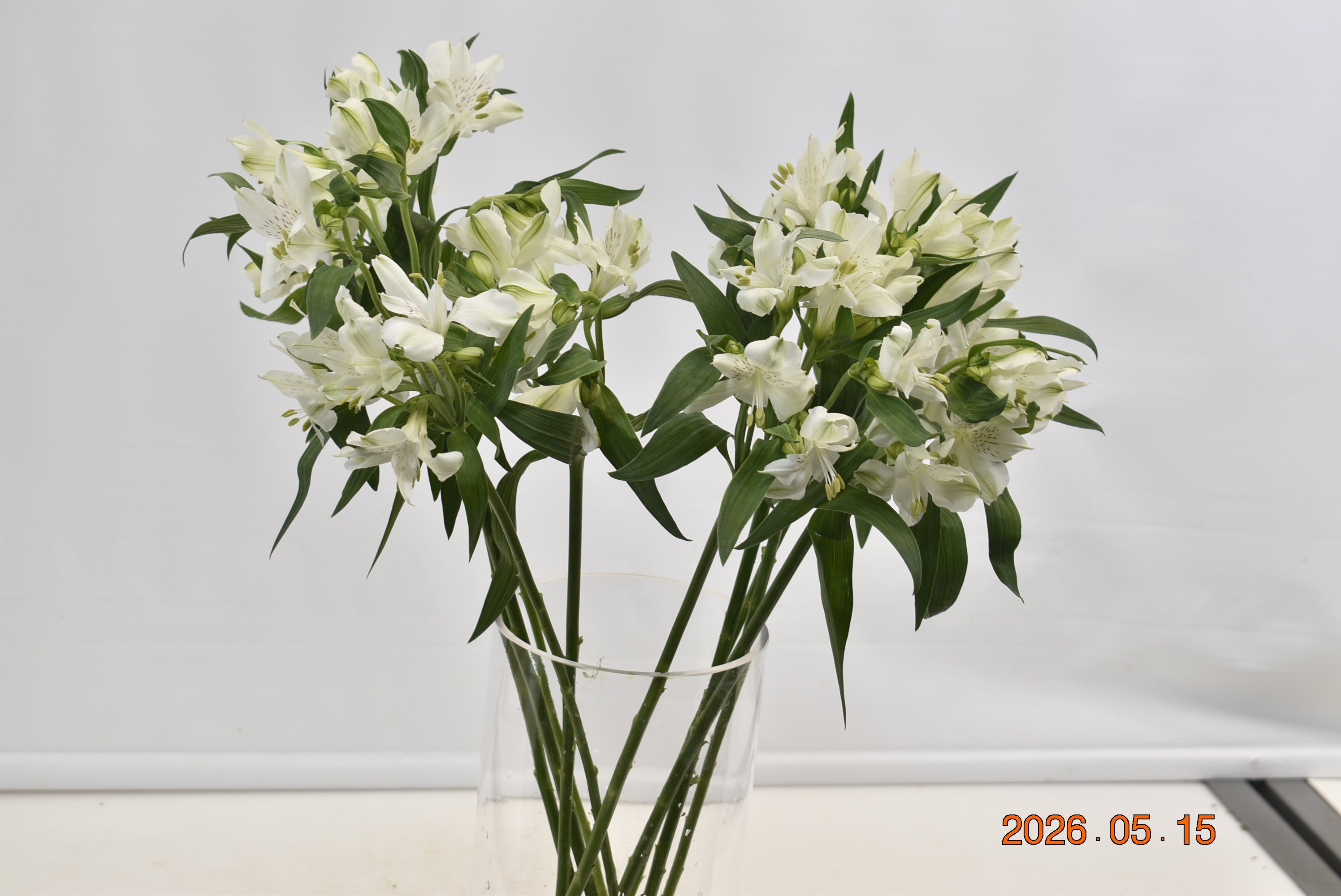 ALSTROEMERIA SNOWTIME Large