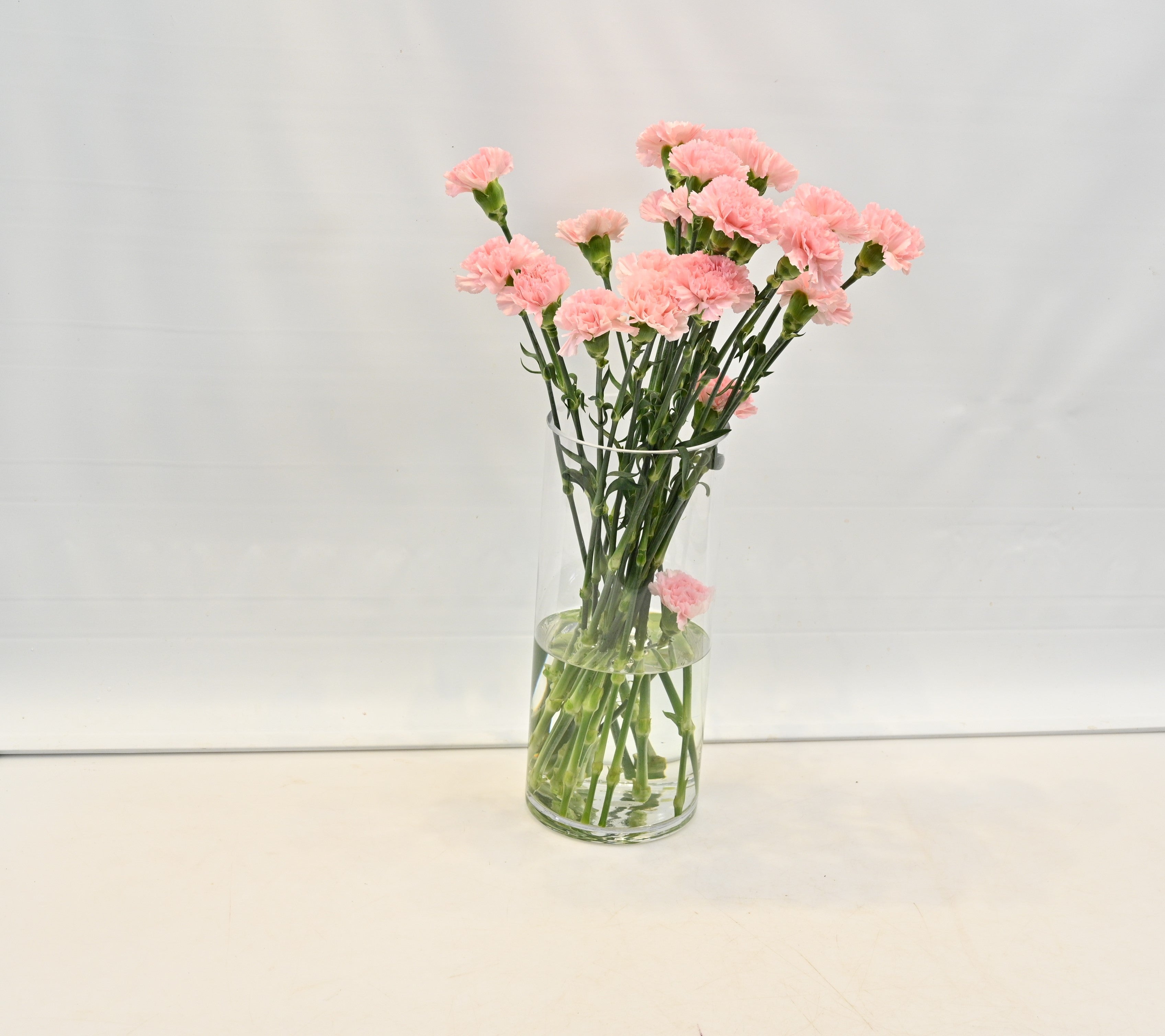 CARNATION DONCEL Large