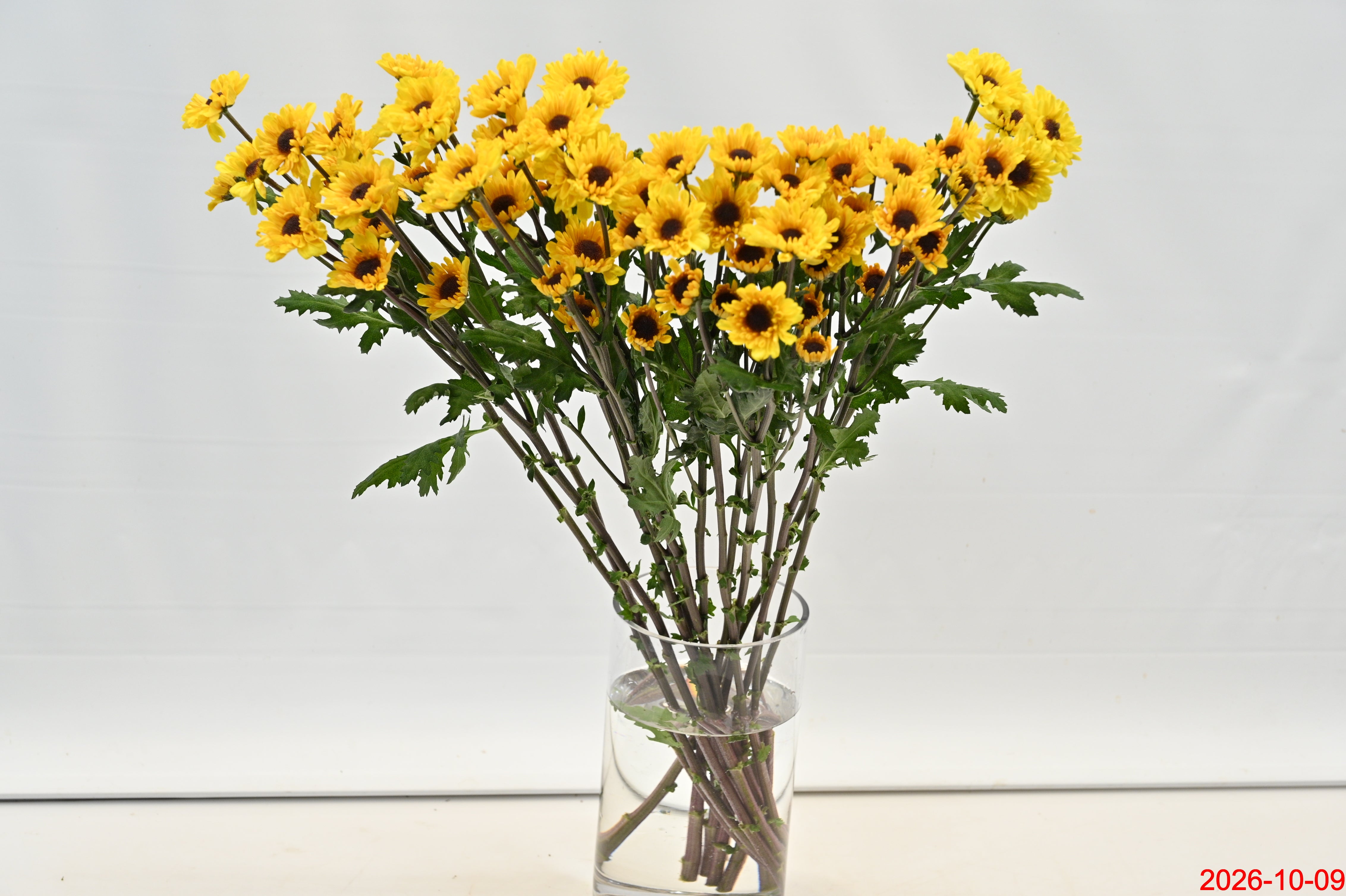 CHRYSANTHEMUM VIKING Large