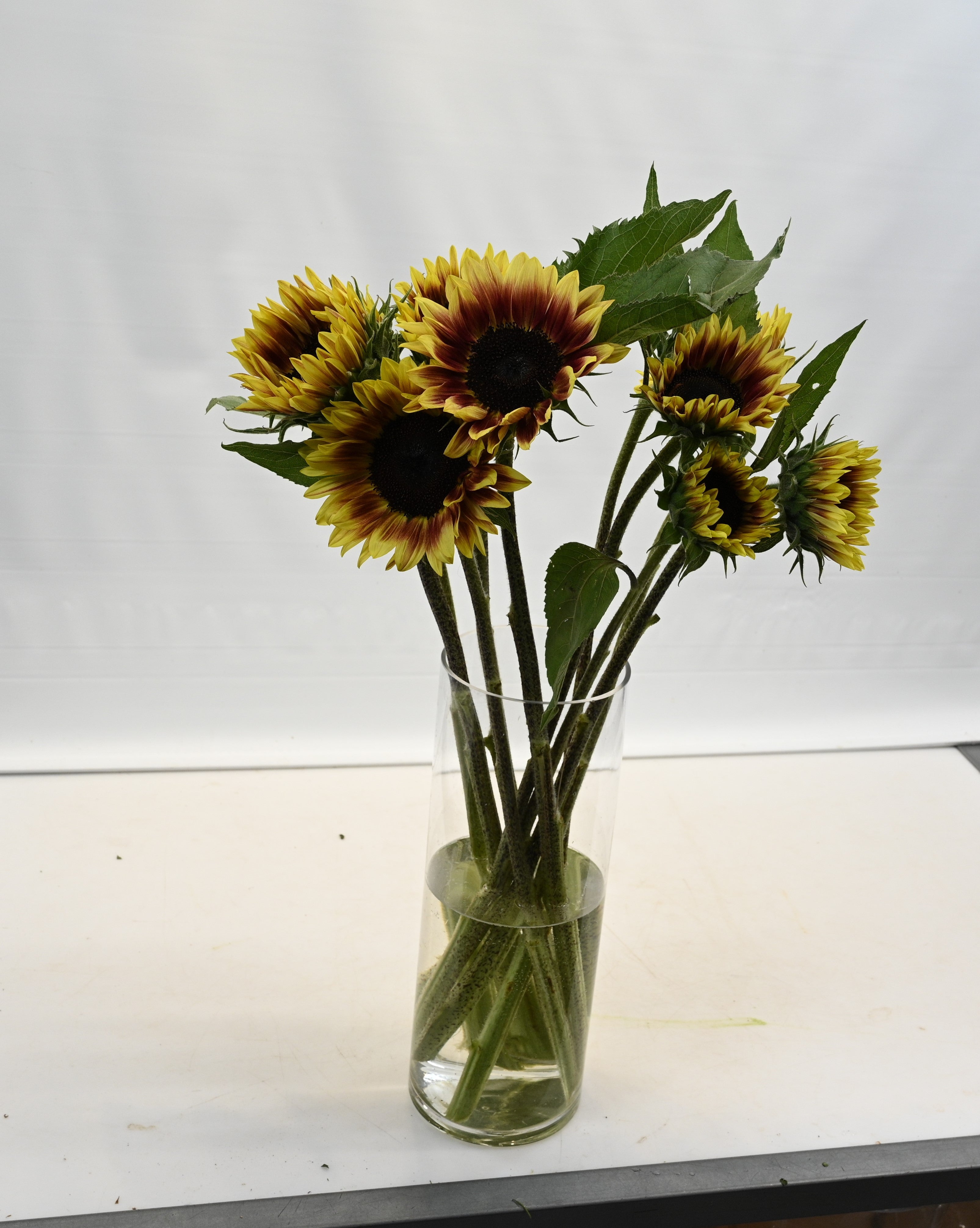 Sunflower Procut Plum Large