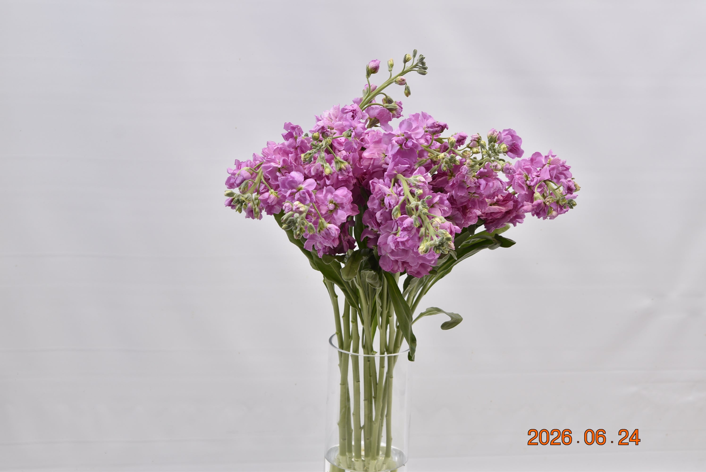 STOCK PINK Large