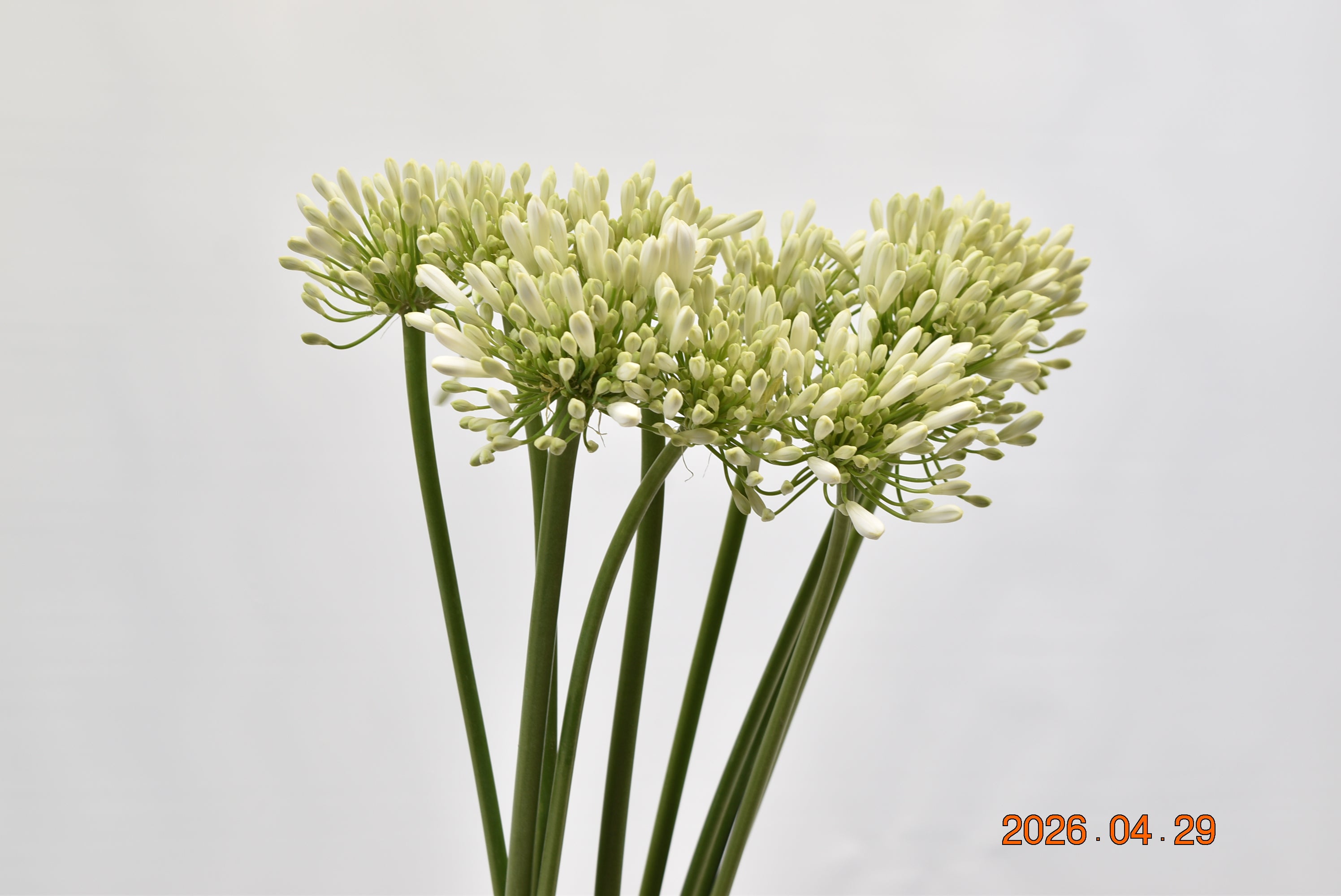 AGAPANTHUS WHITE Large