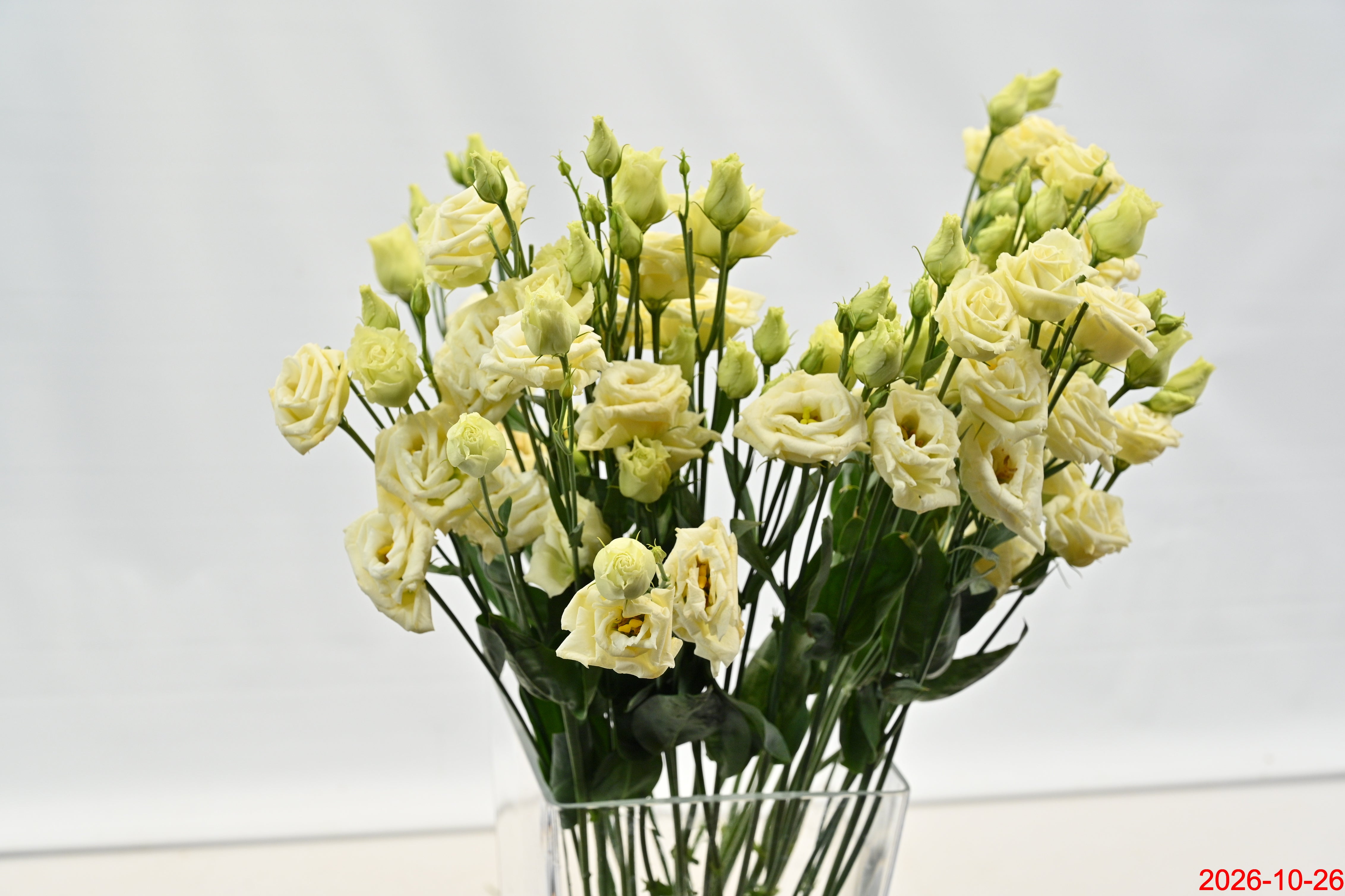 LISIANTHUS DBL CREAM Large