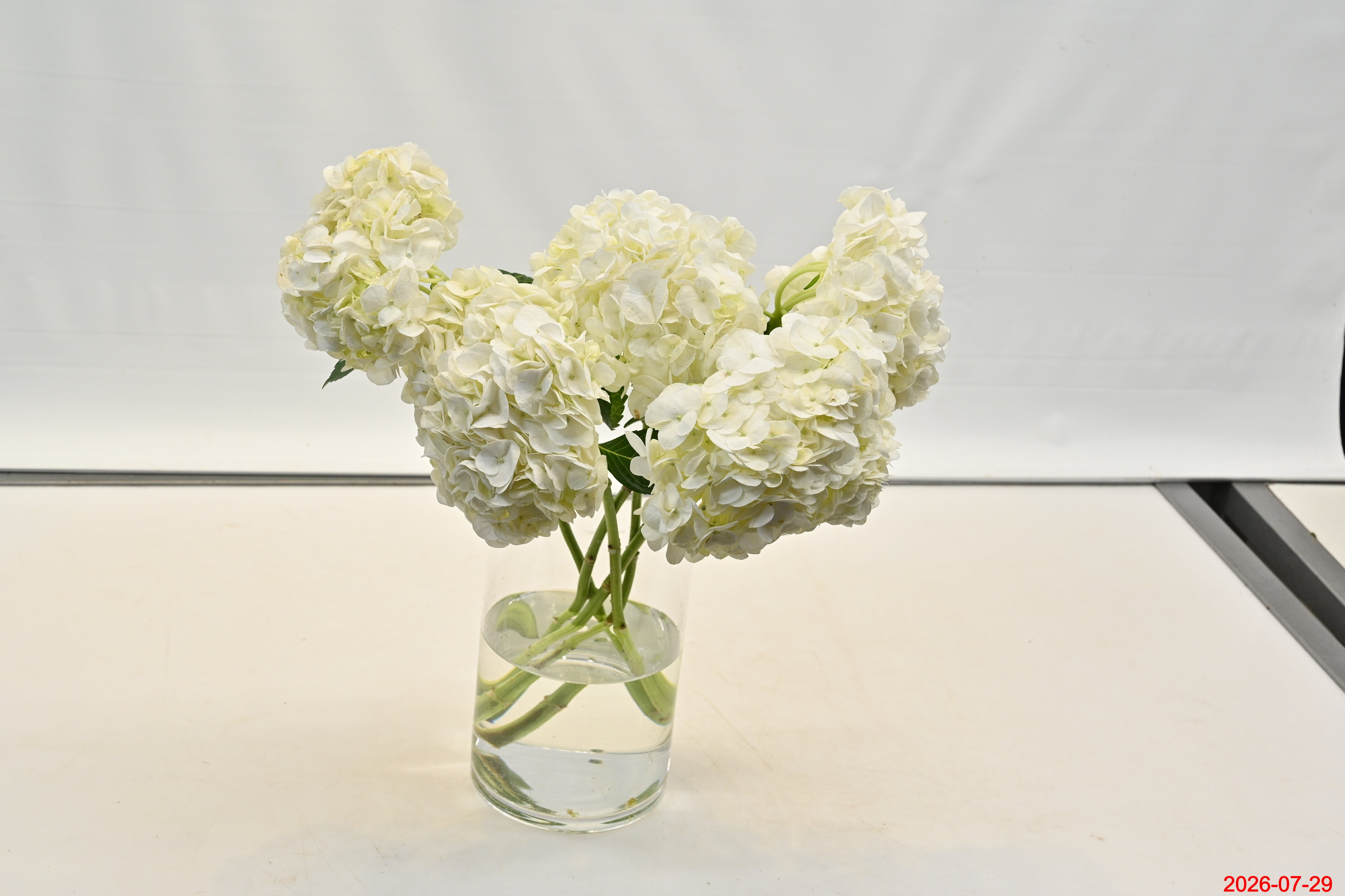 HYDRANGEA S. A. WHITE MEDIUM Large
