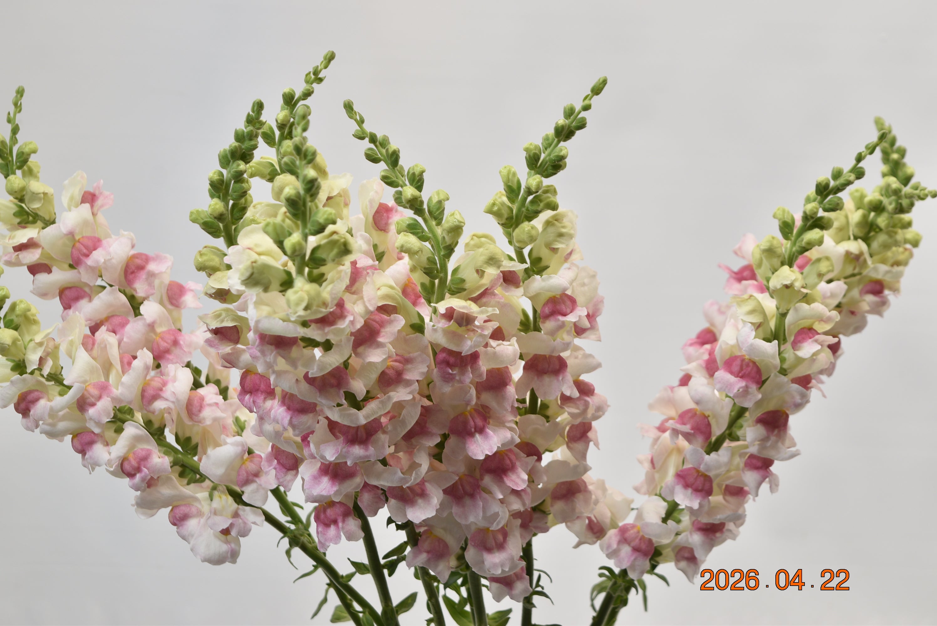 SNAPDRAGON APPLE BLOSSOM Large