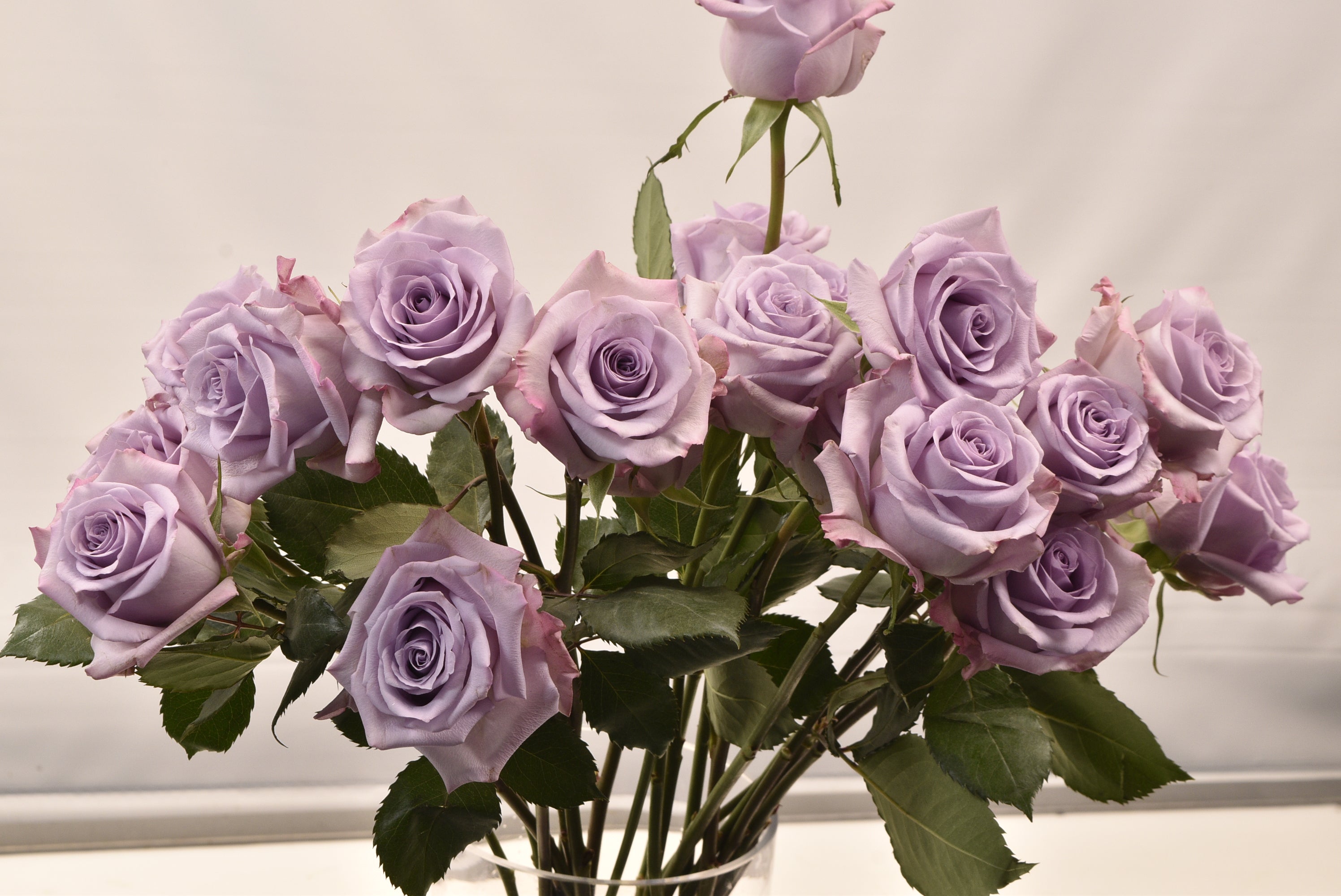 ROSE OCEAN SONG Large