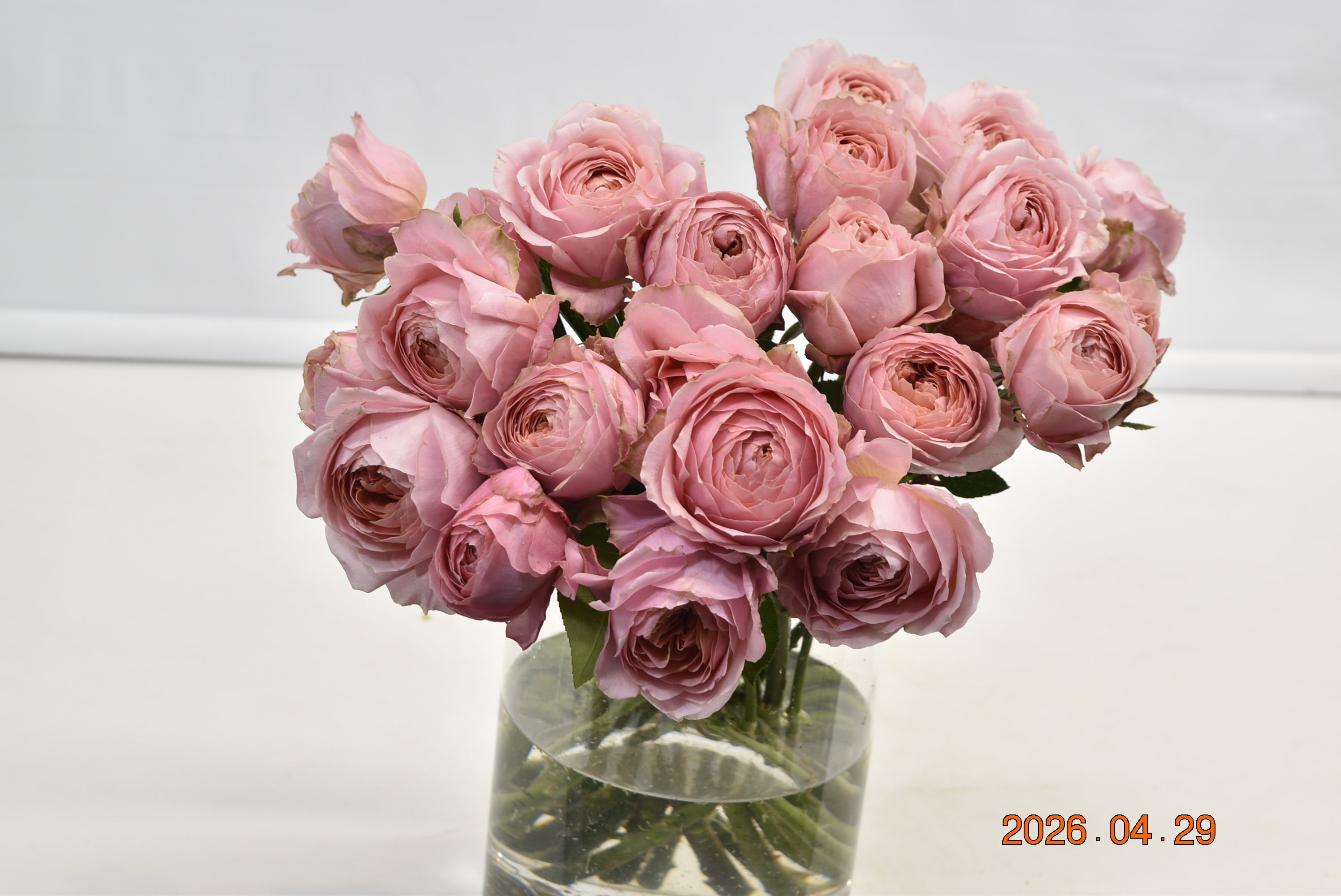 Rose Spray Romantic Antike Freelander Large