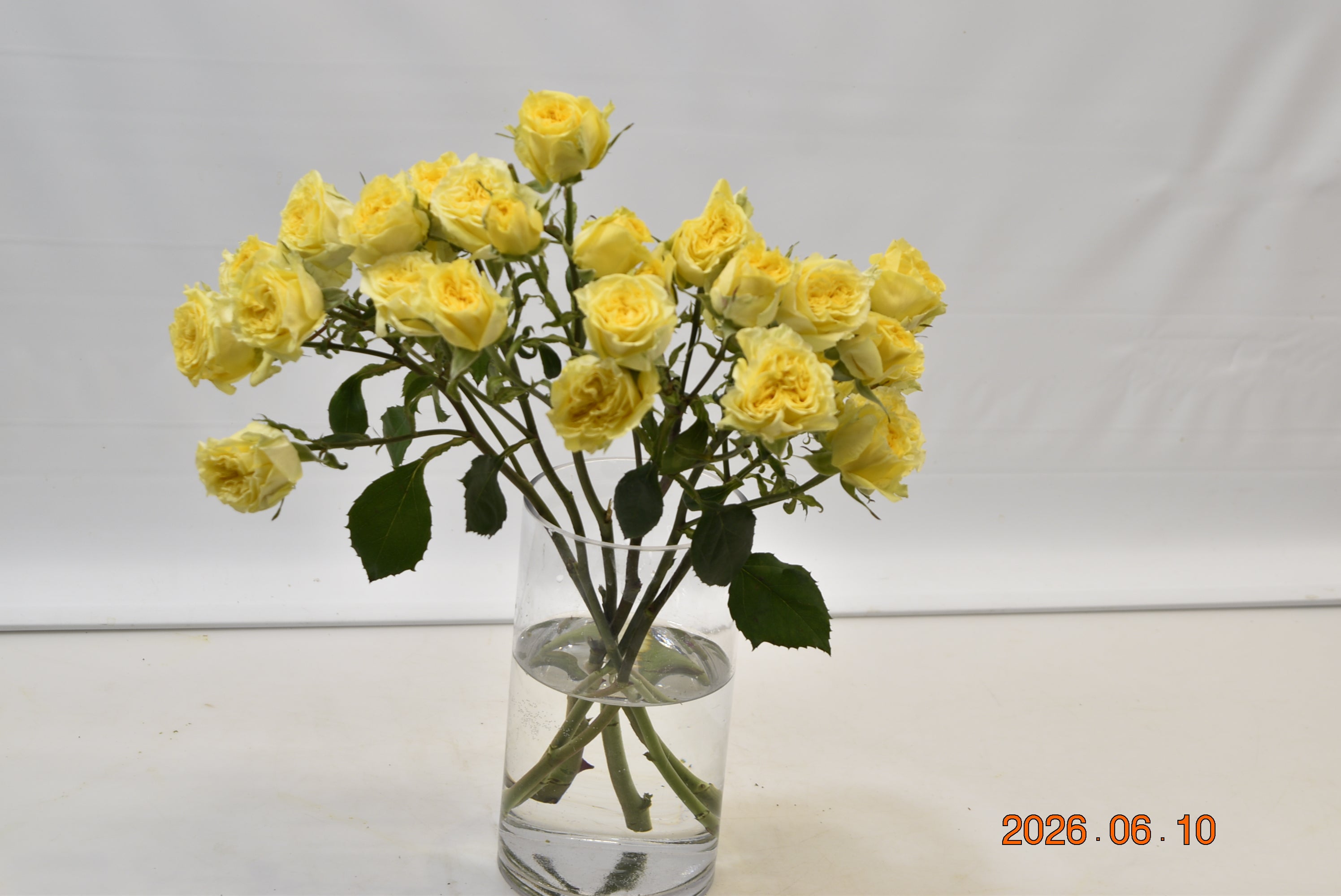 Rose Spray Fibonacci Giocanda Large