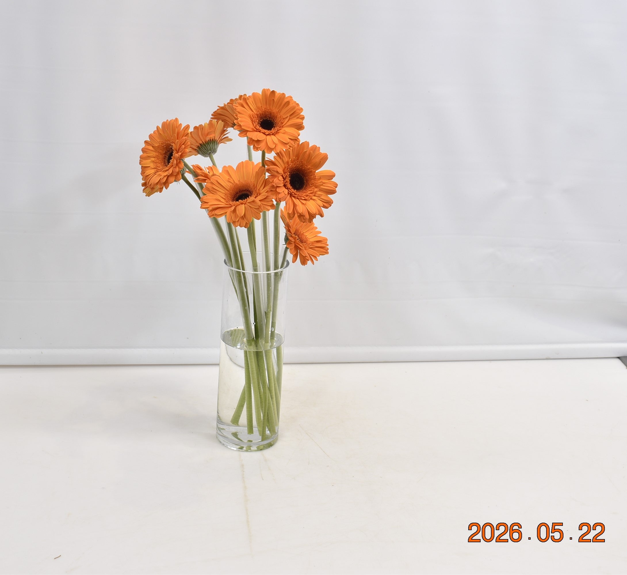 GERBERA ALEX Large
