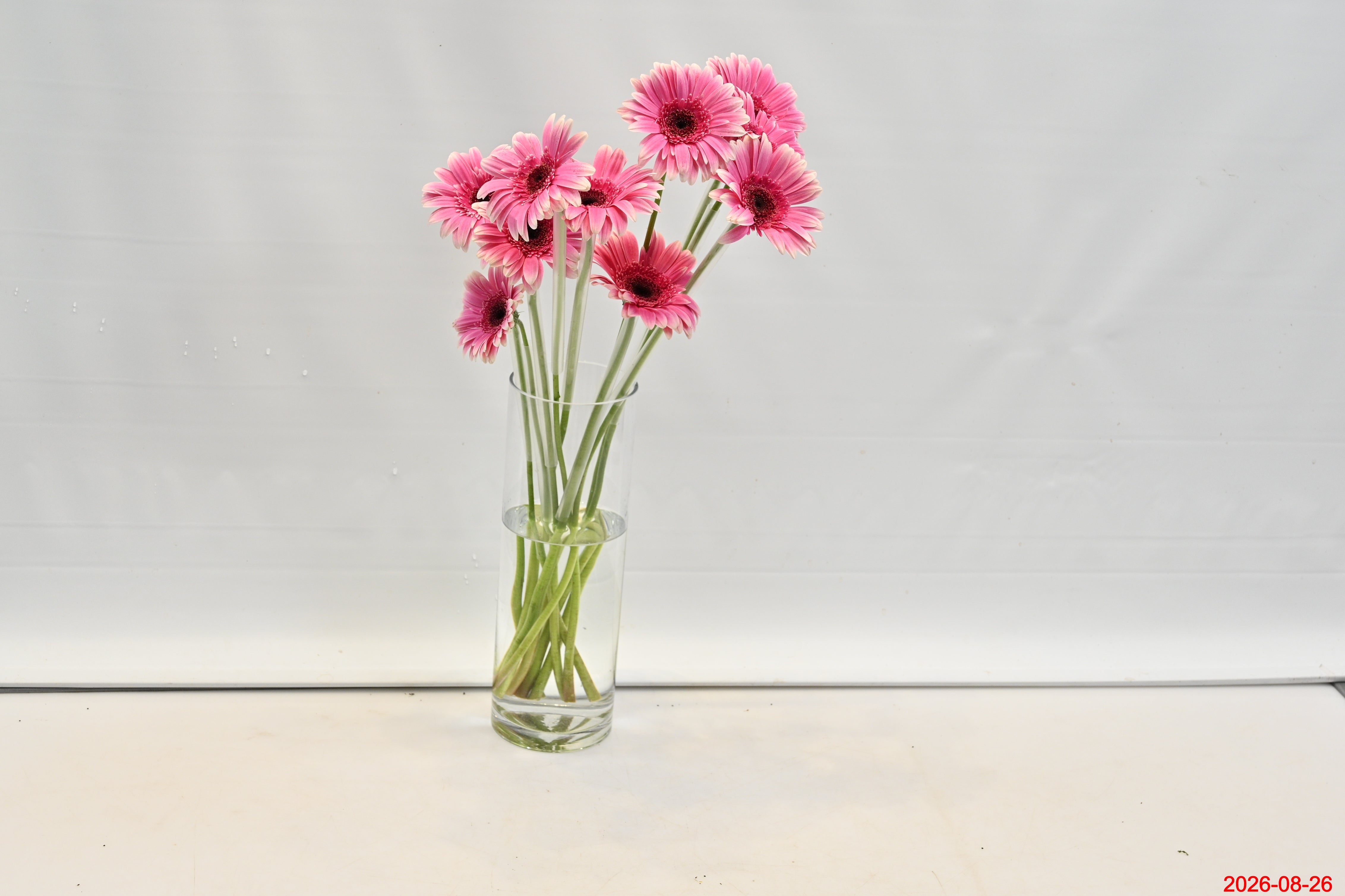 Gerbera Spin- Off Large