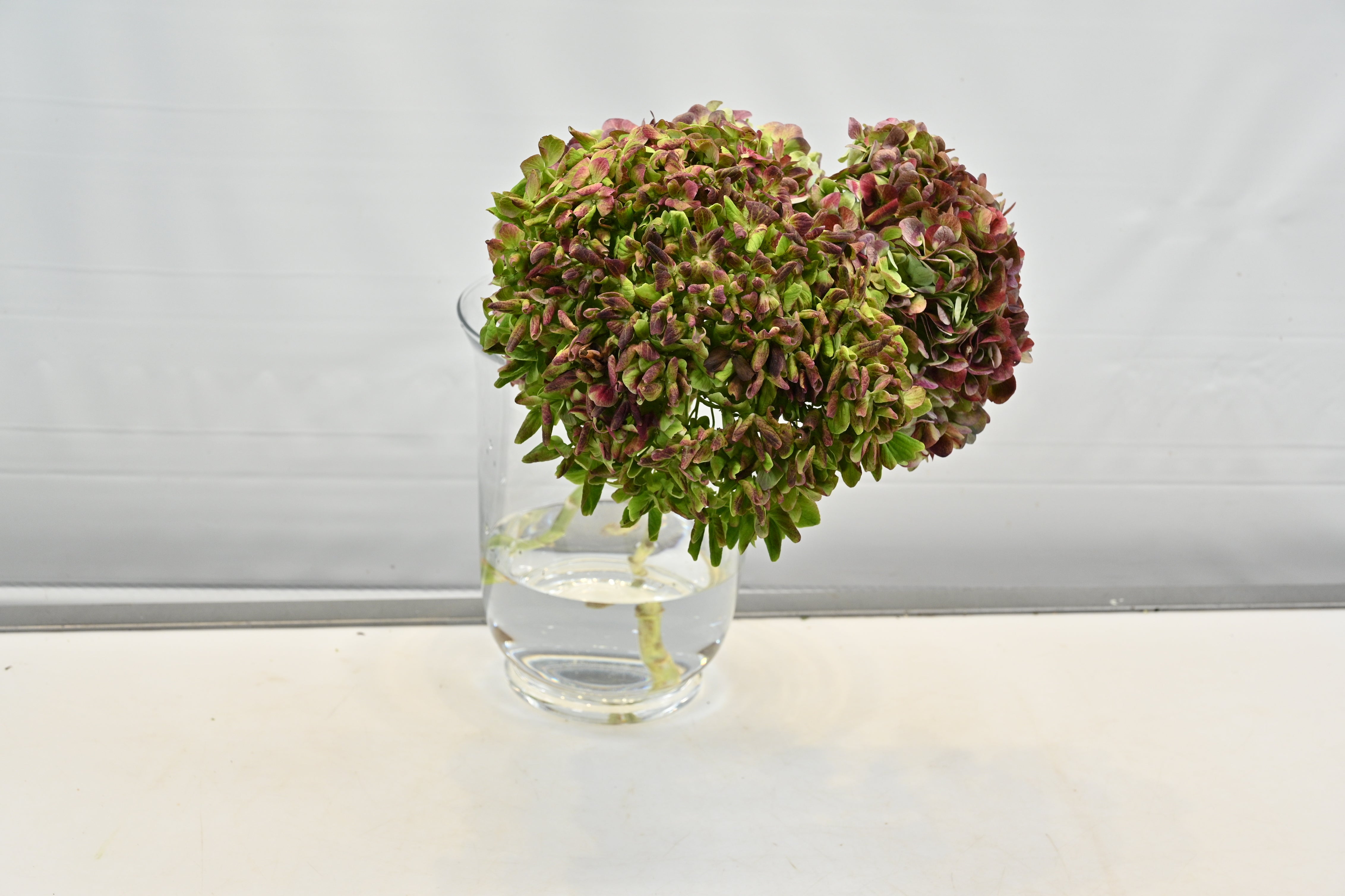 Hydrangea Antique Burgundy Large