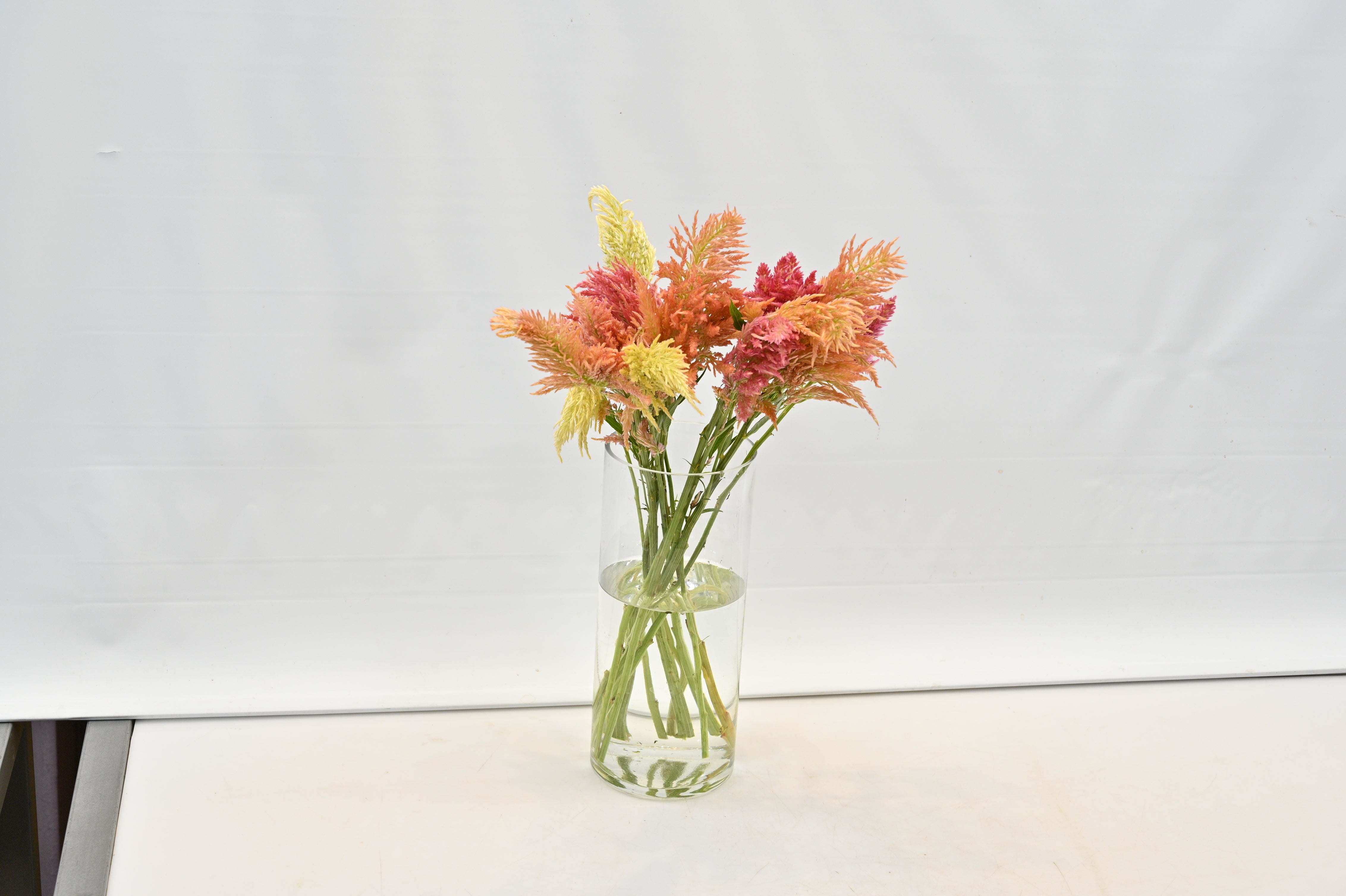 Celosia spicata assorted Large