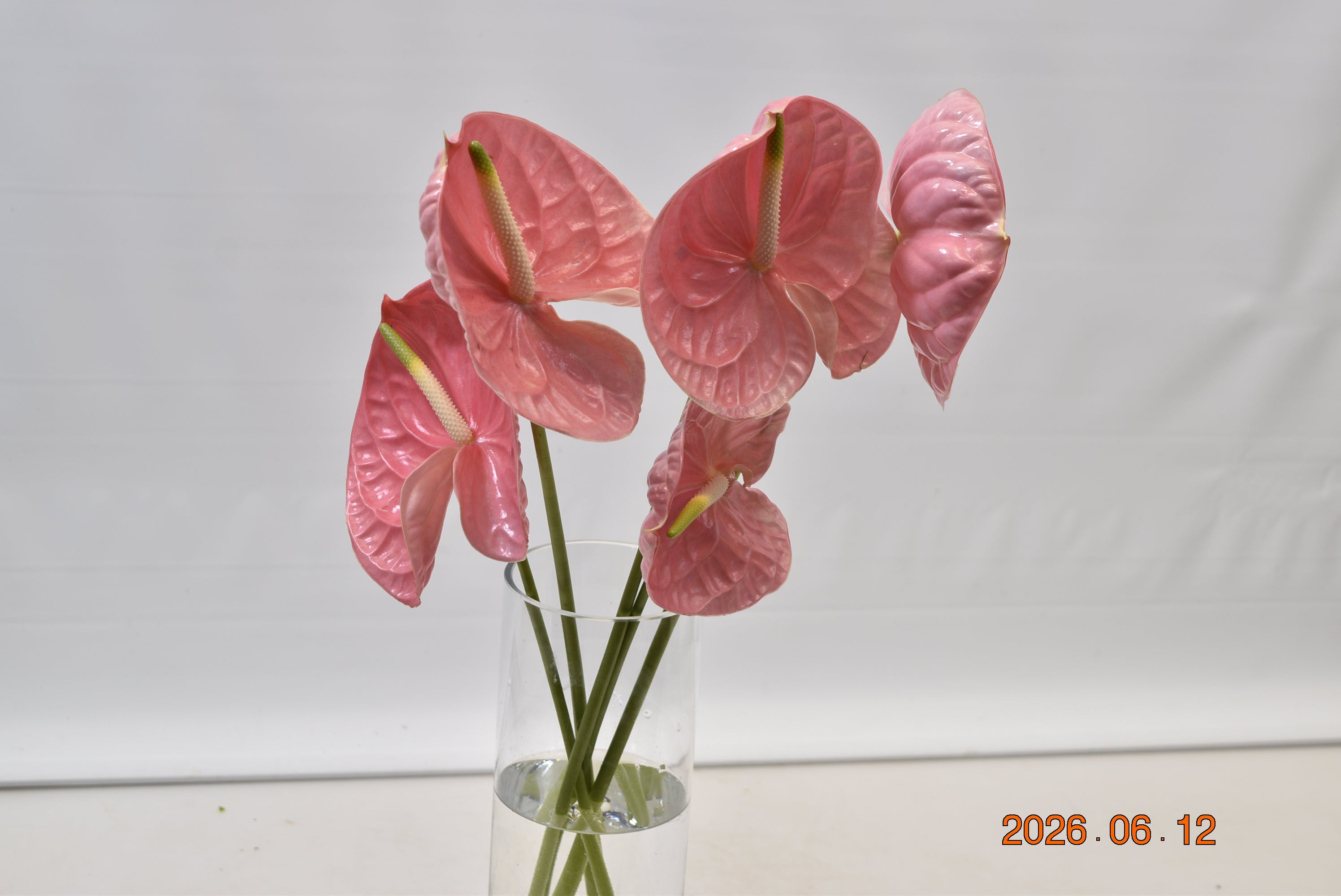 Anthurium Caribo Large