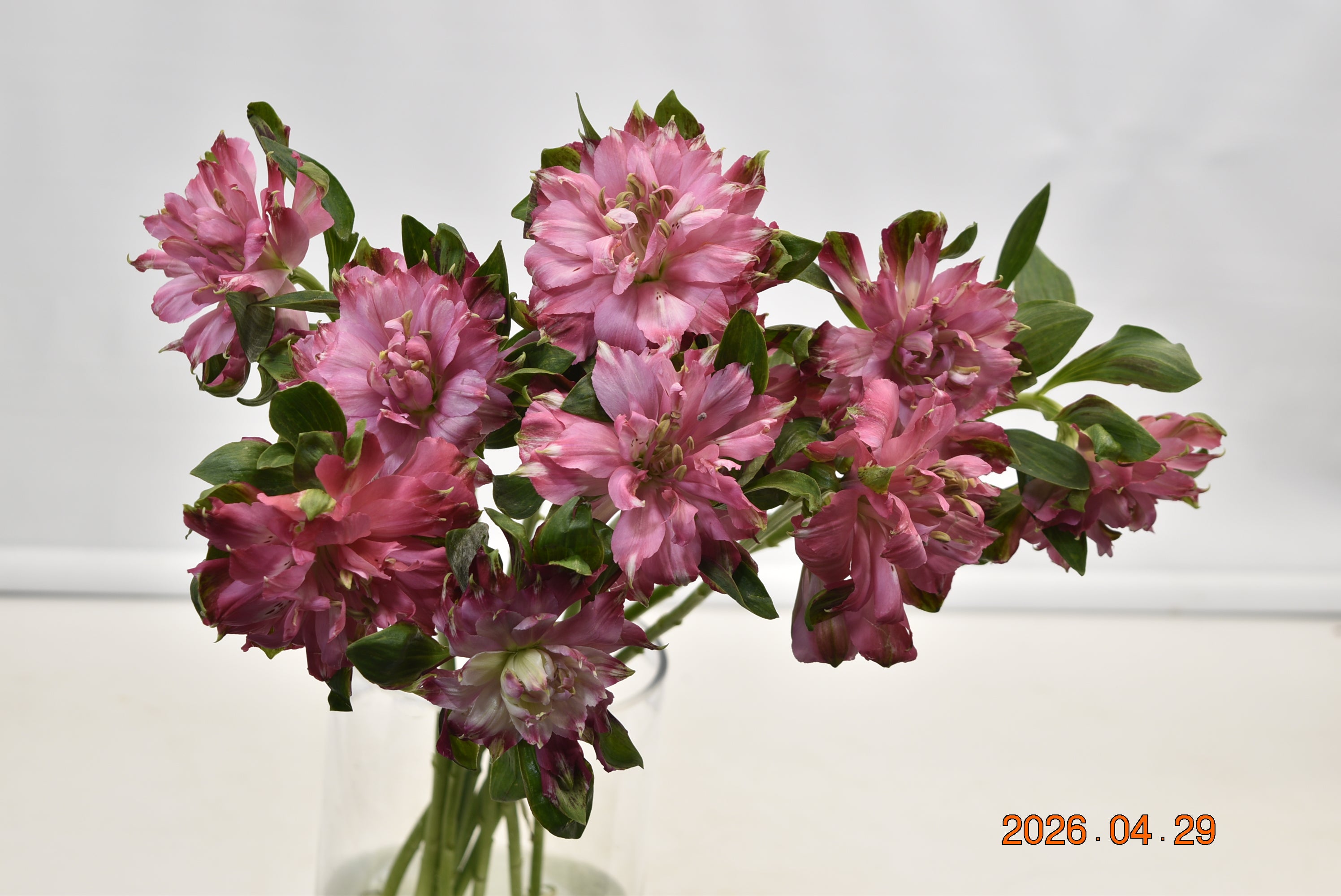 ALSTROEMERIA FASHIONISTA SOFIENA Large
