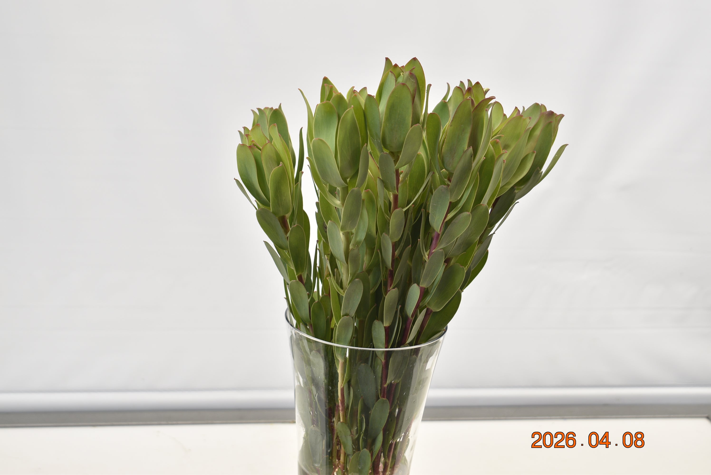 Leucadendron Mountain Rose Large