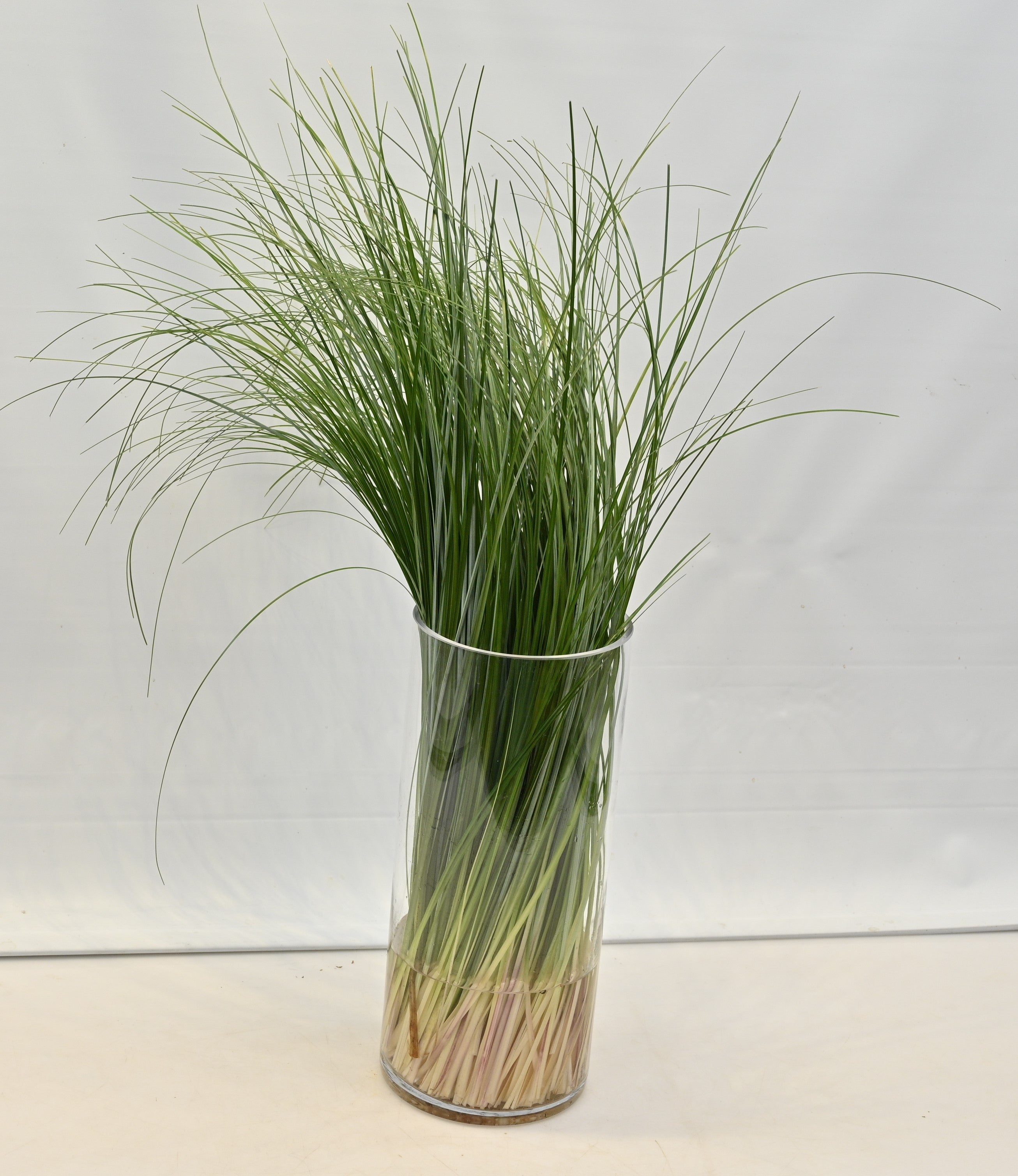 BEAR GRASS 150g Large