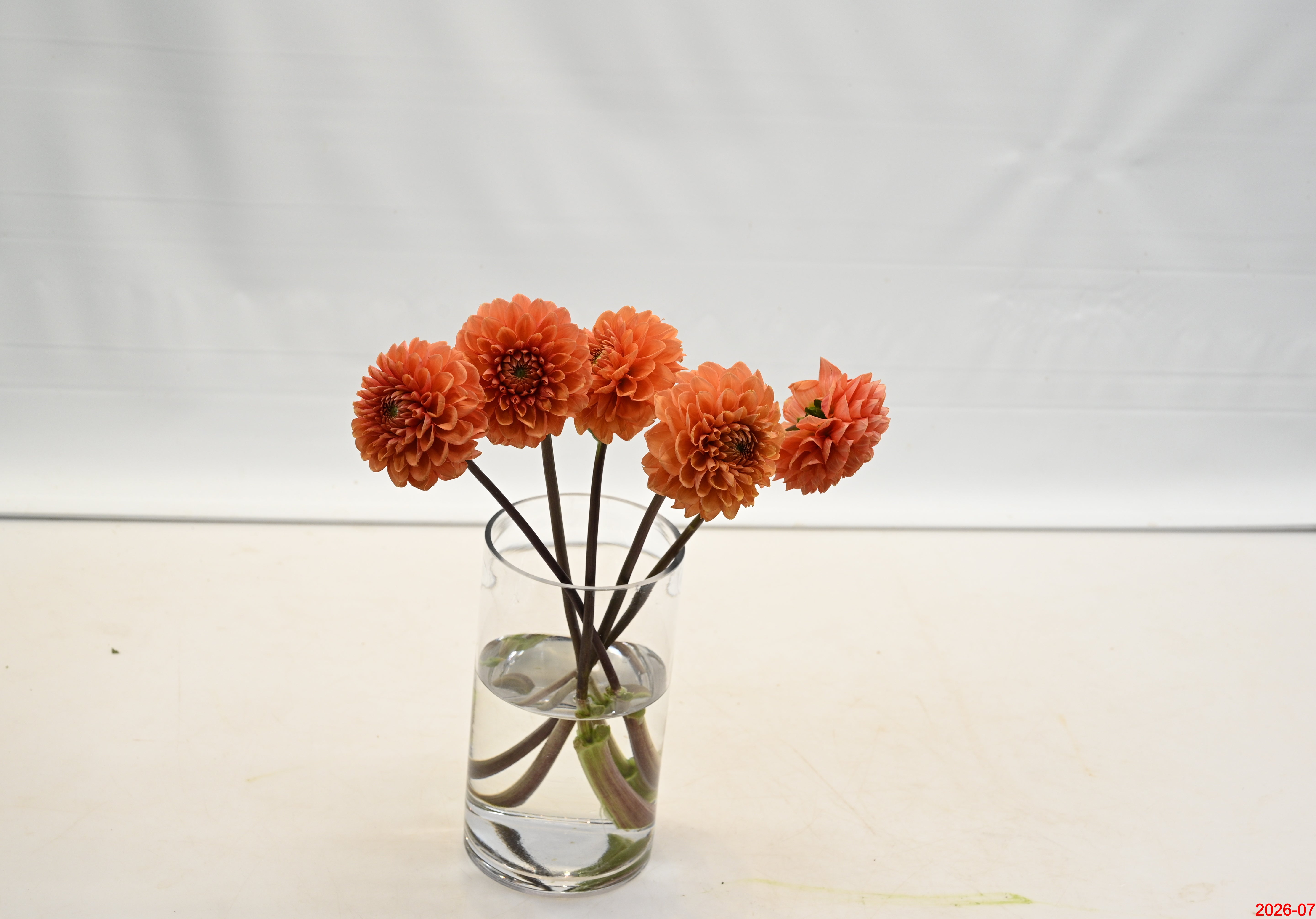 Dahlia Orange Large