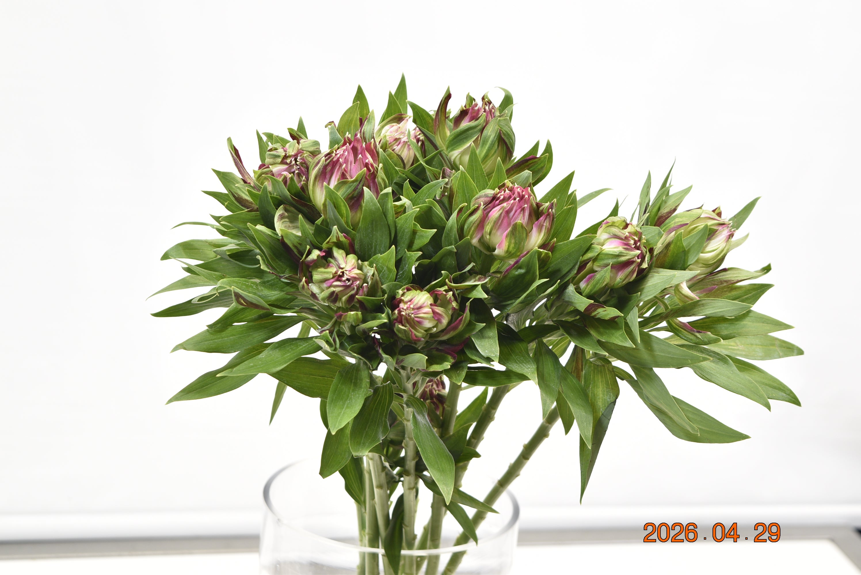 Alstroemeria Astronova Libra Large