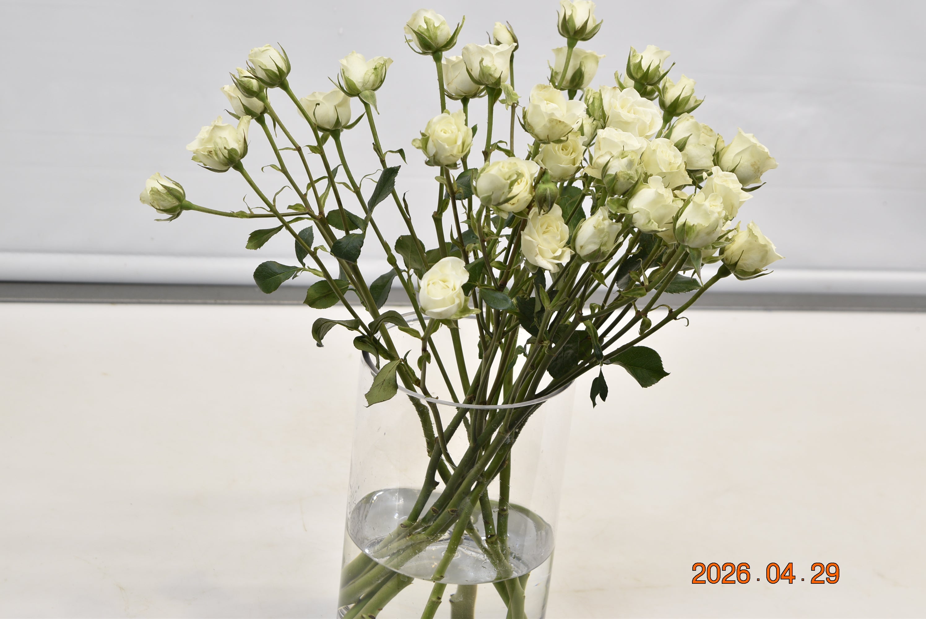 ROSE SPRAY WHITE Large