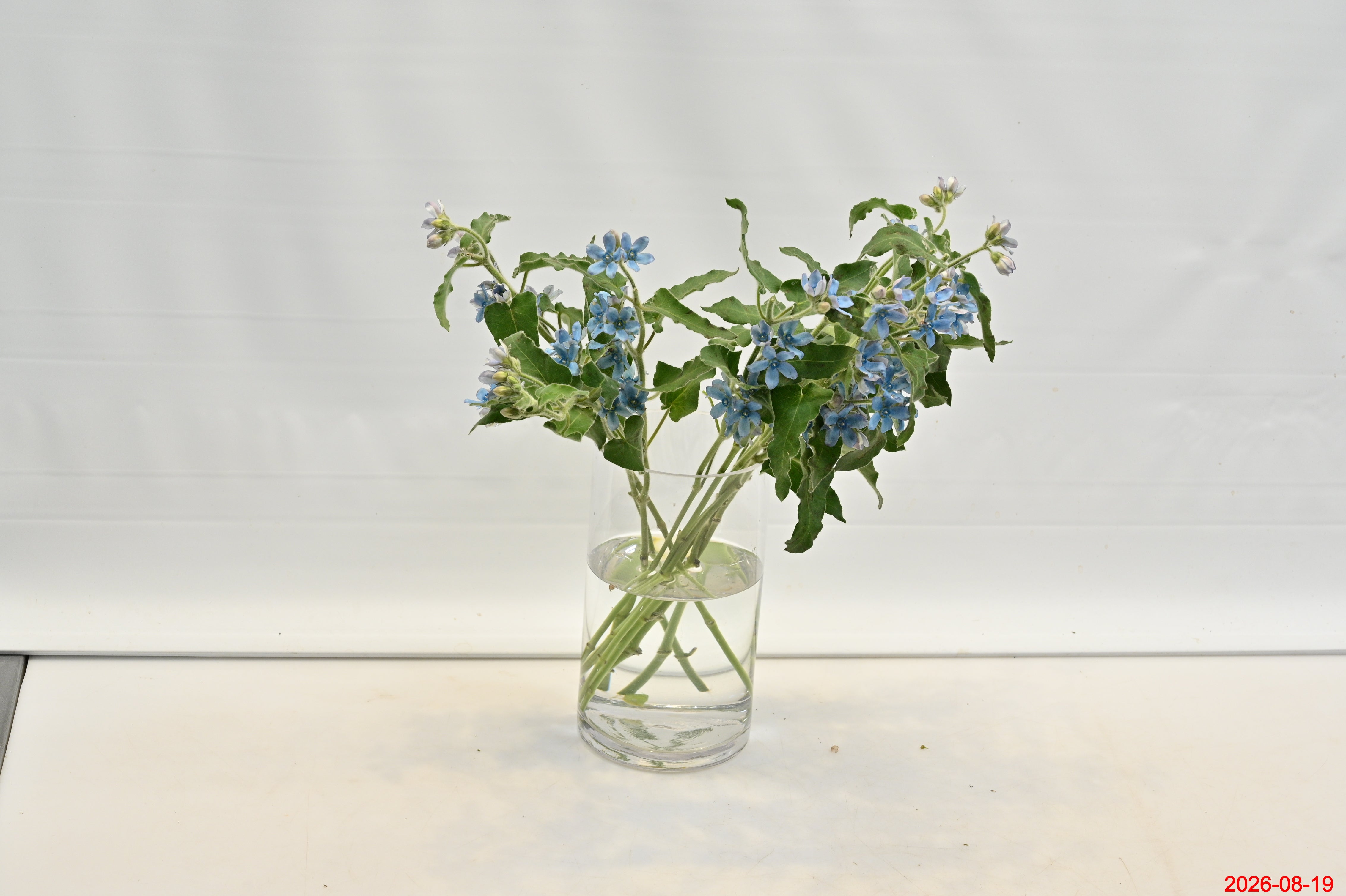 OXYPETALUM PURE BLUE Large