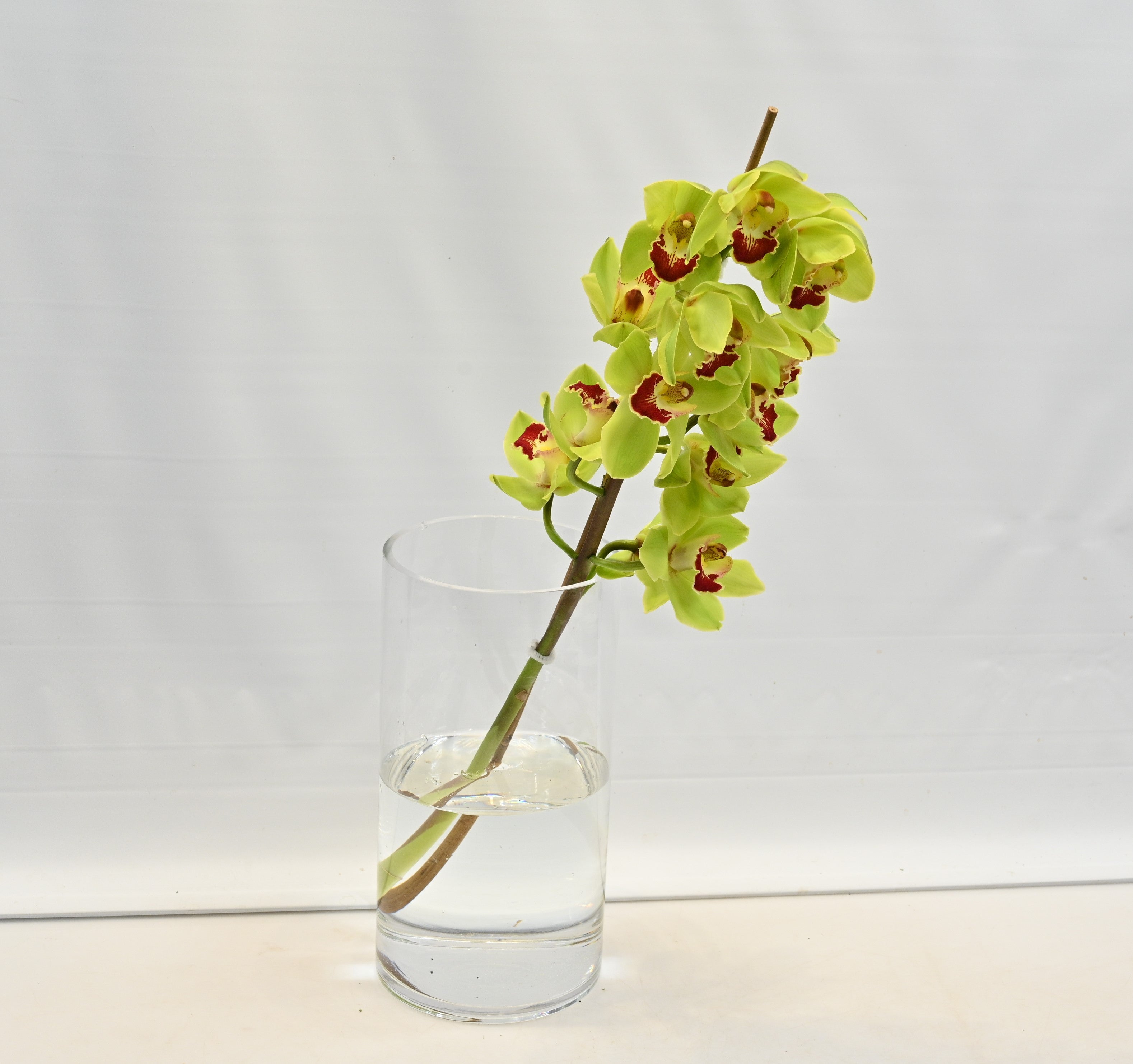 CYMBIDIUM GREEN PER BLOOM Large