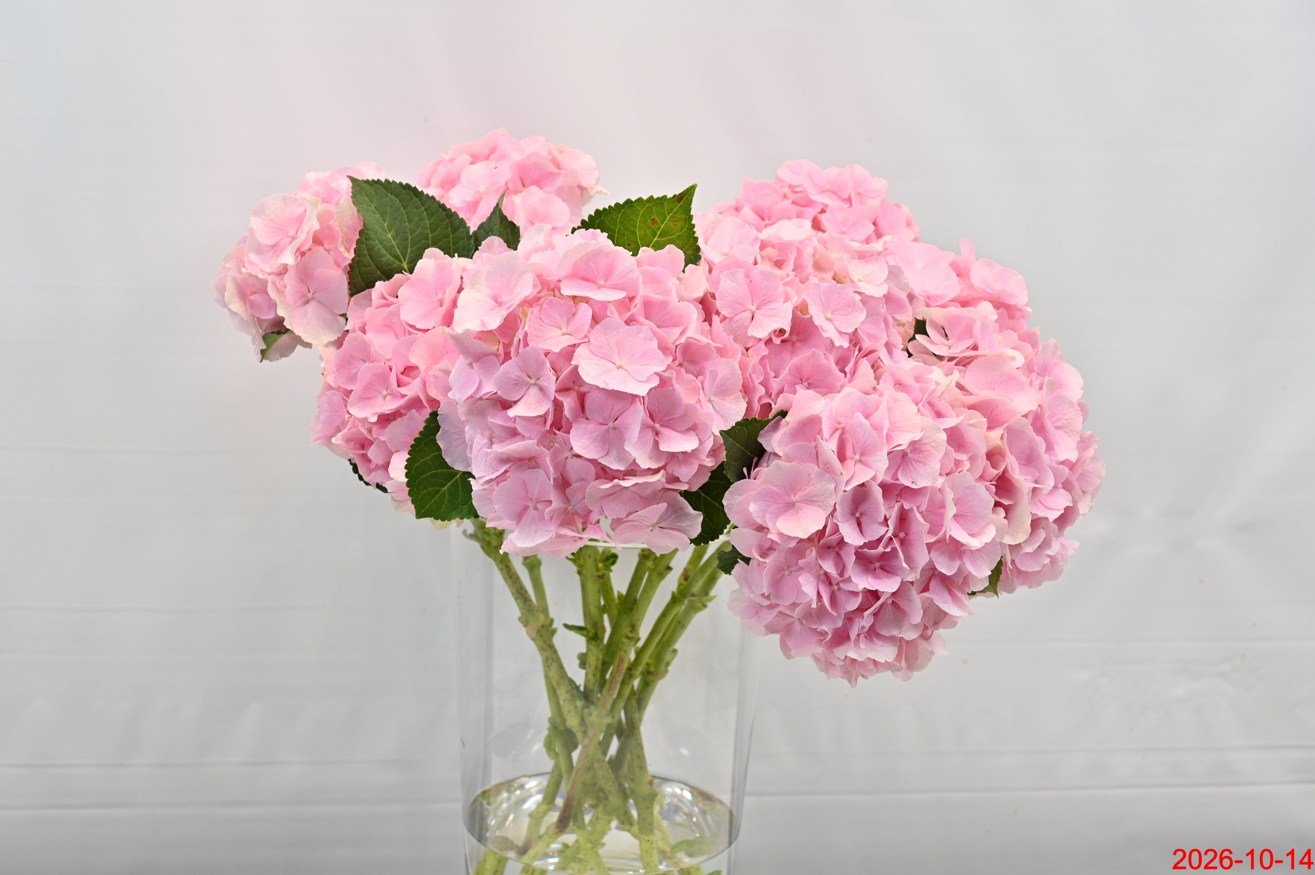 HYDRANGEA PINK Large