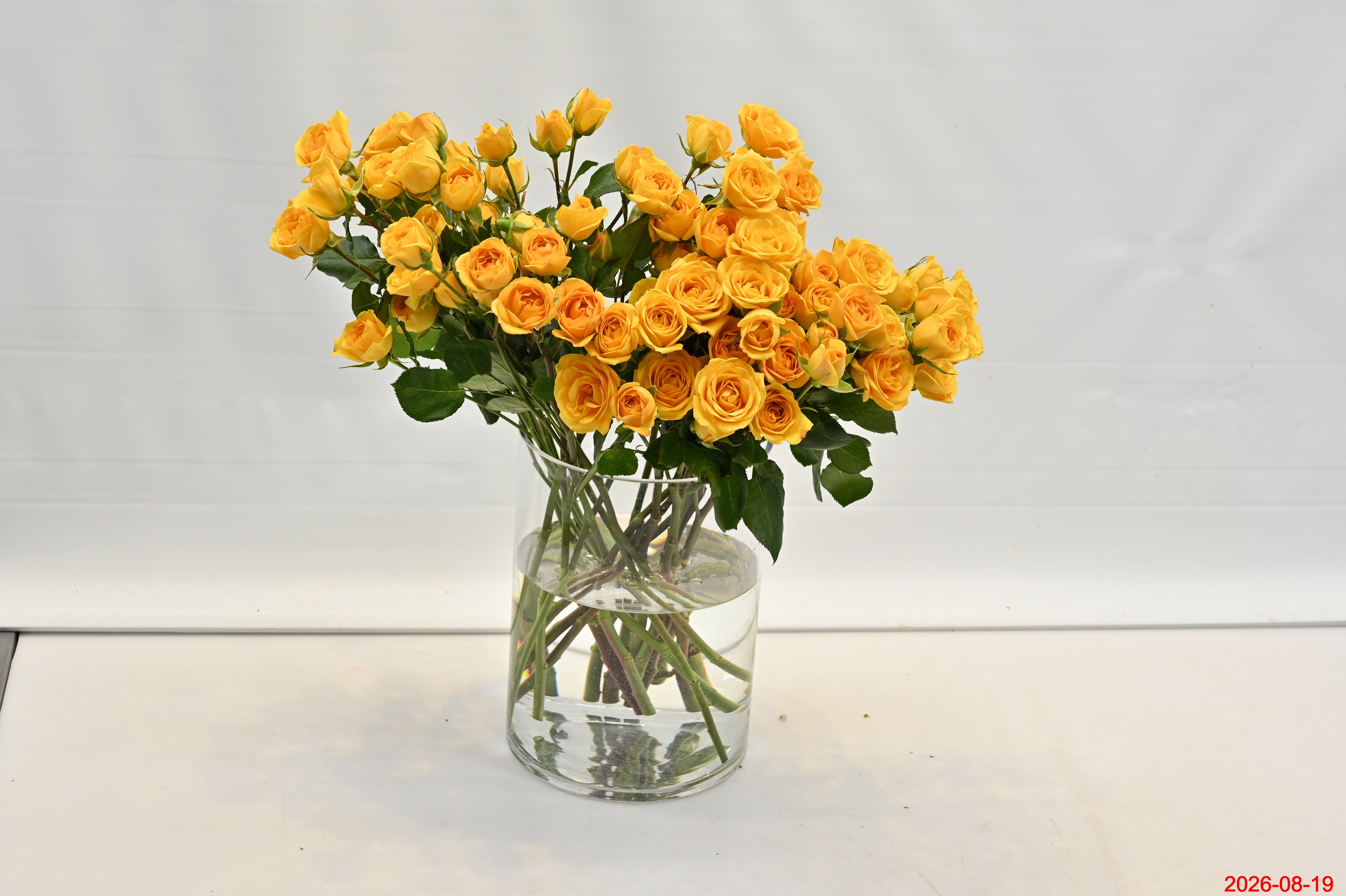 ROSE SPRAY YELLOW BABE Large
