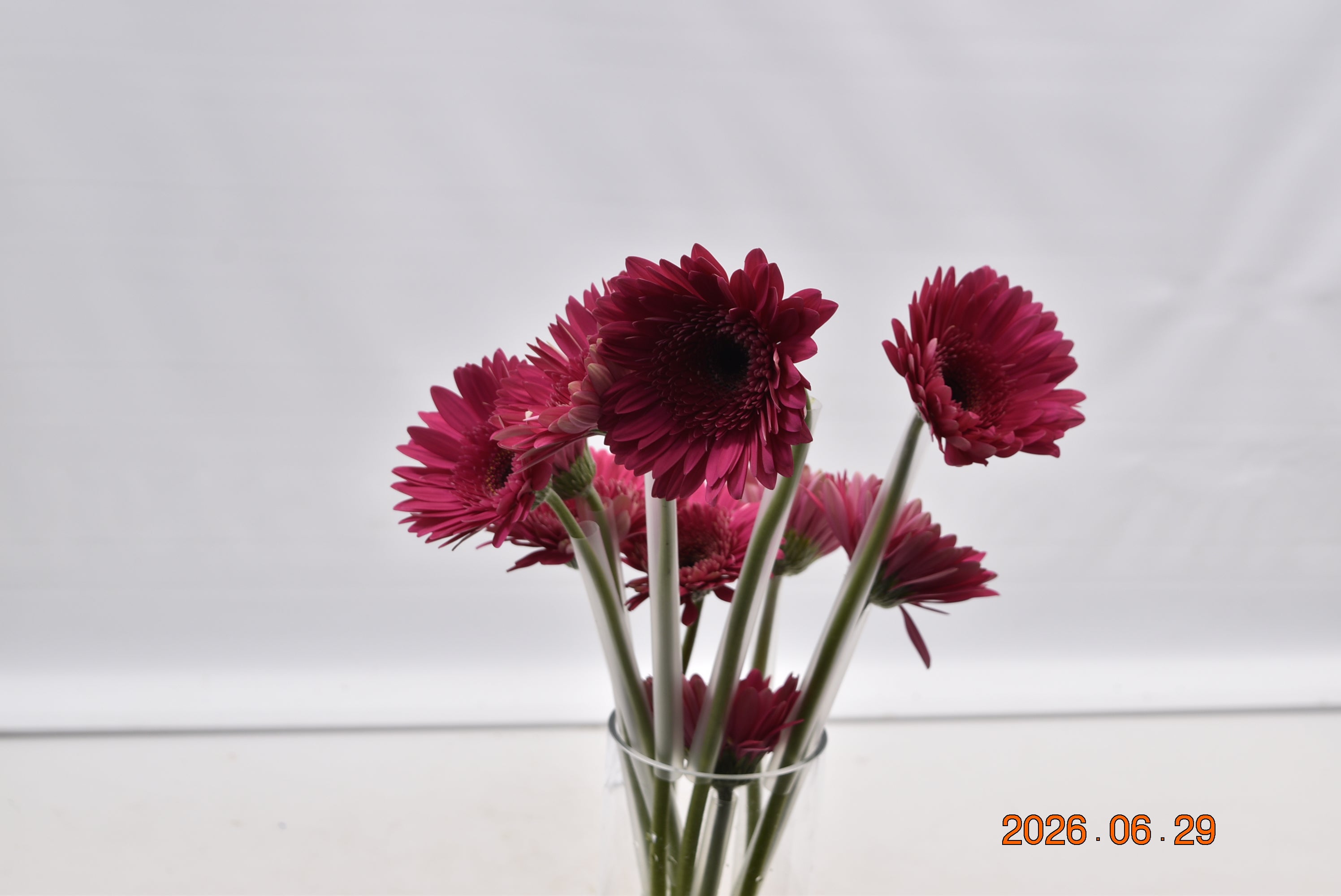 GERBERA ARCADE Large