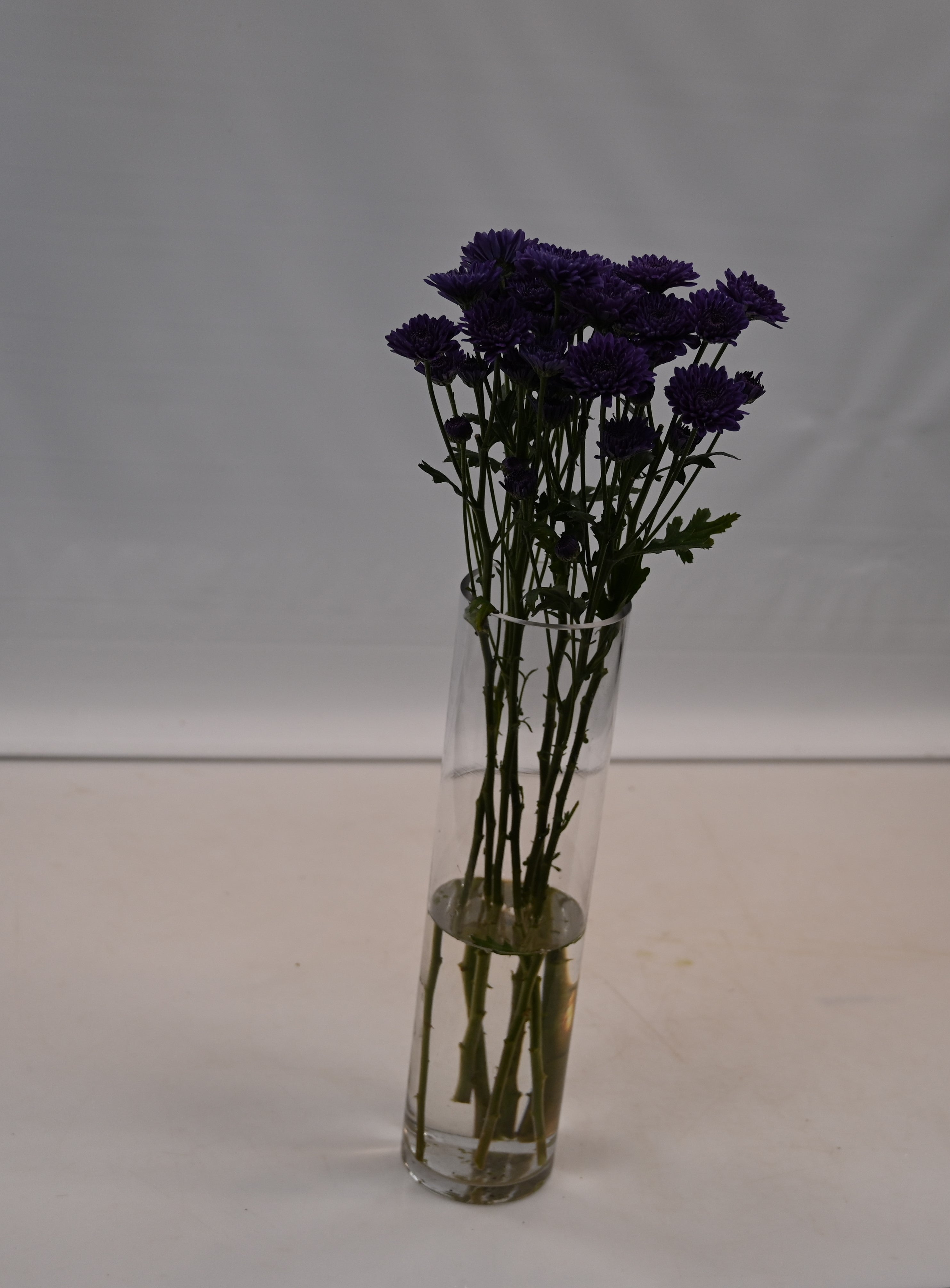 CHRYSANTHEMUM BLU OCEAN PURPLE SAPPHIRE Large